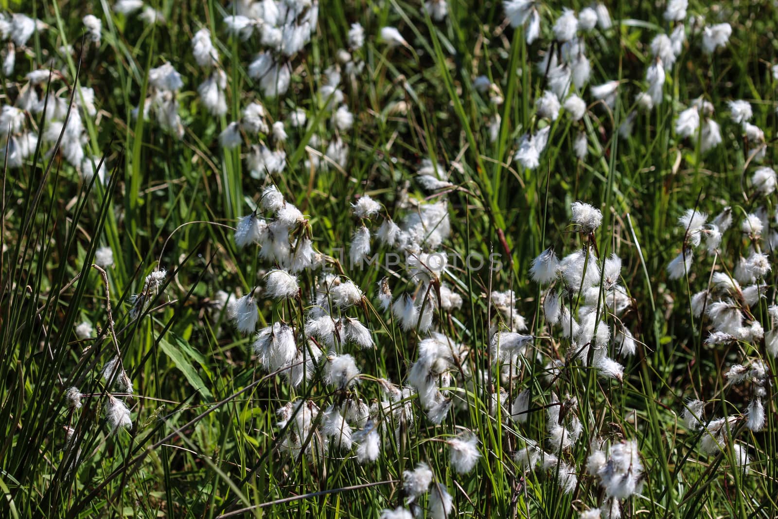 hare's tail cottongrass or tussock cottongrass (Eriophorum vaginatum) in wetland, blooming in spring by michaelmeijer