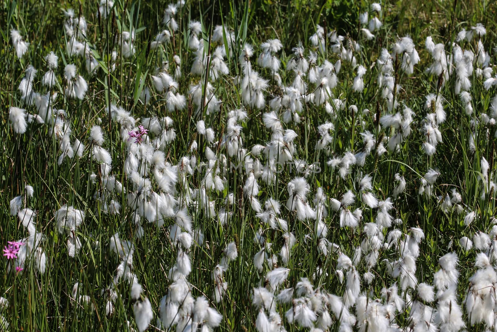 Close up of hare's tail cottongrass or tussock cottongrass (Eriophorum vaginatum) in wetland, blooming in spring