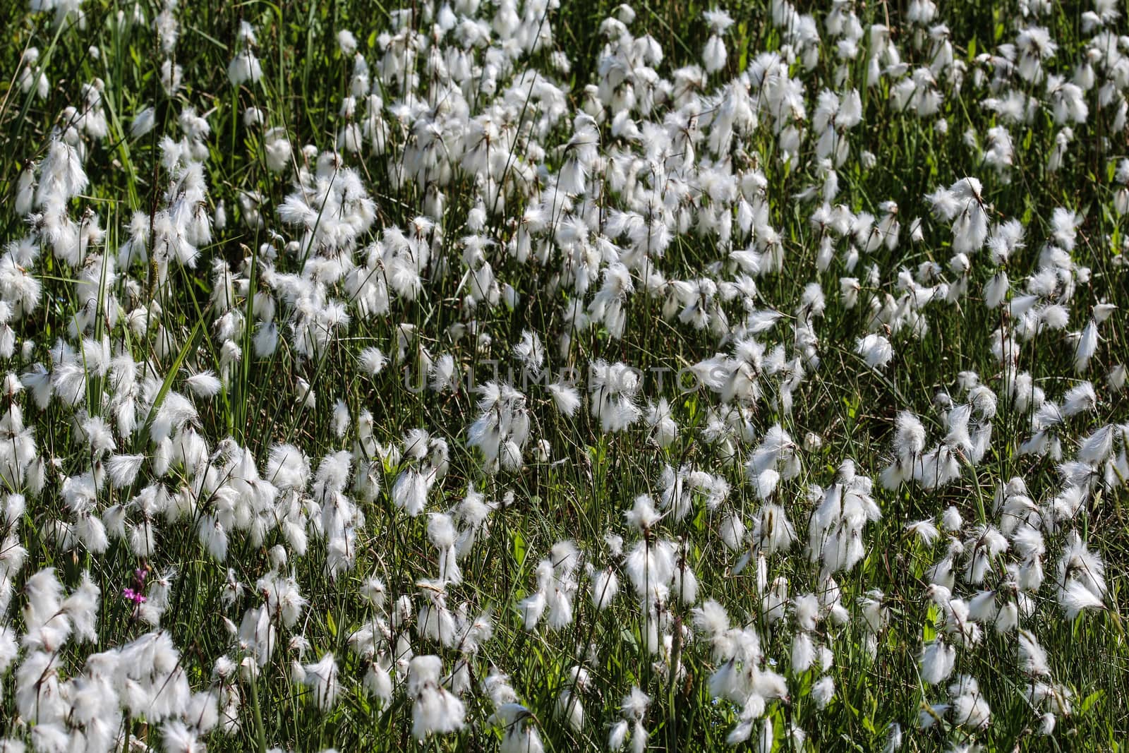 Close up of hare's tail cottongrass or tussock cottongrass (Eriophorum vaginatum) in wetland, blooming in spring