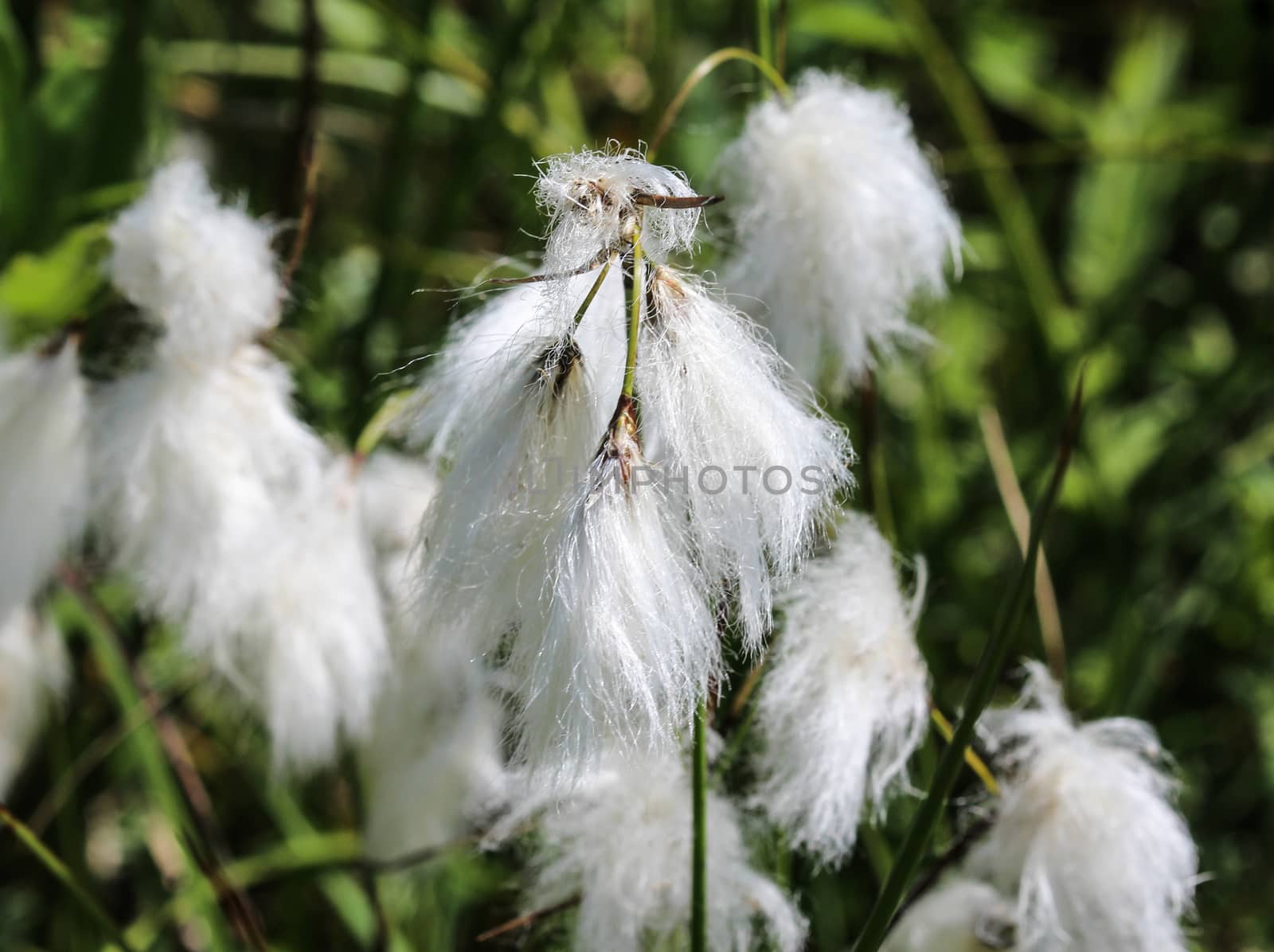 Close up of hare's tail cottongrass or tussock cottongrass (Eriophorum vaginatum) in wetland, blooming in spring