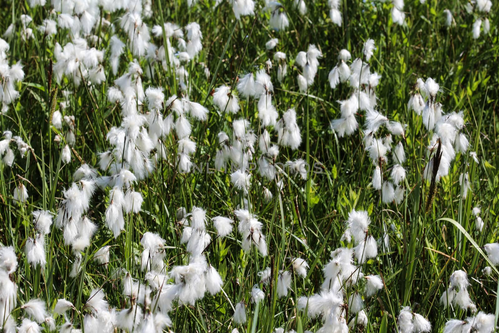 hare's tail cottongrass or tussock cottongrass (Eriophorum vaginatum) in wetland, blooming in spring by michaelmeijer