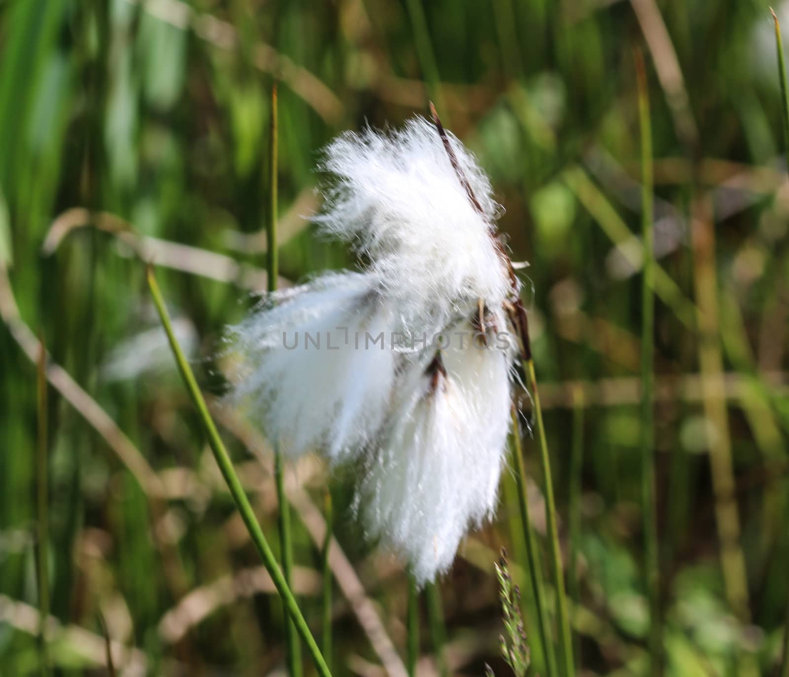 hare's tail cottongrass or tussock cottongrass (Eriophorum vaginatum) in wetland, blooming in spring by michaelmeijer