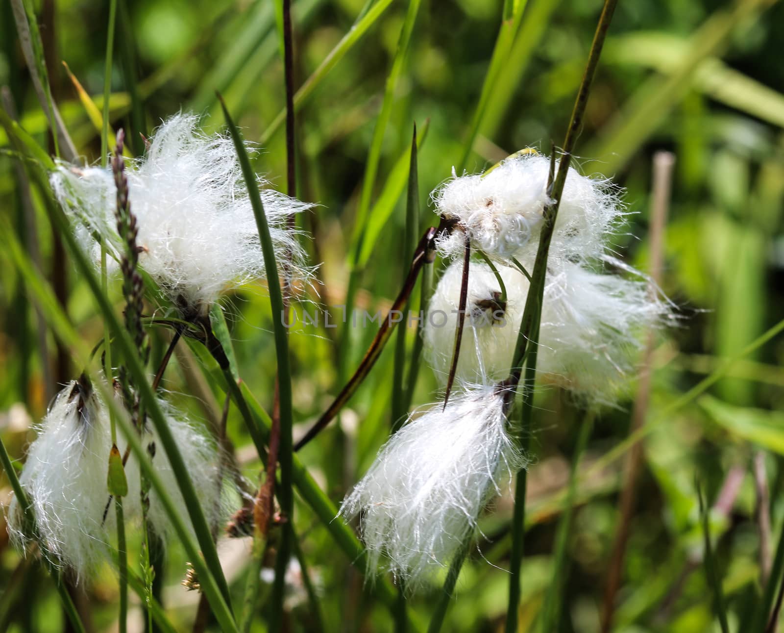 hare's tail cottongrass or tussock cottongrass (Eriophorum vaginatum) in wetland, blooming in spring by michaelmeijer