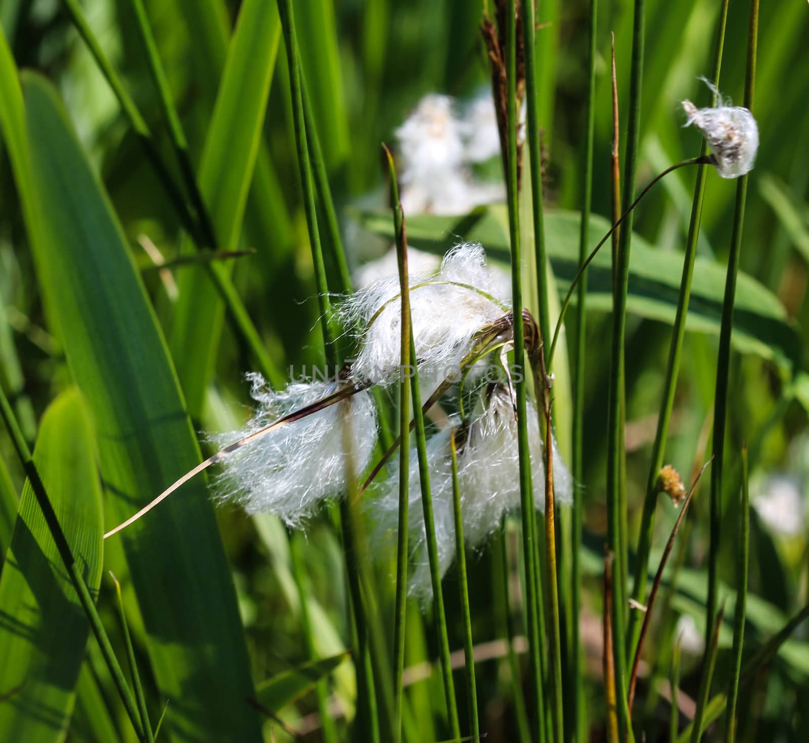 Close up of hare's tail cottongrass or tussock cottongrass (Eriophorum vaginatum) in wetland, blooming in spring