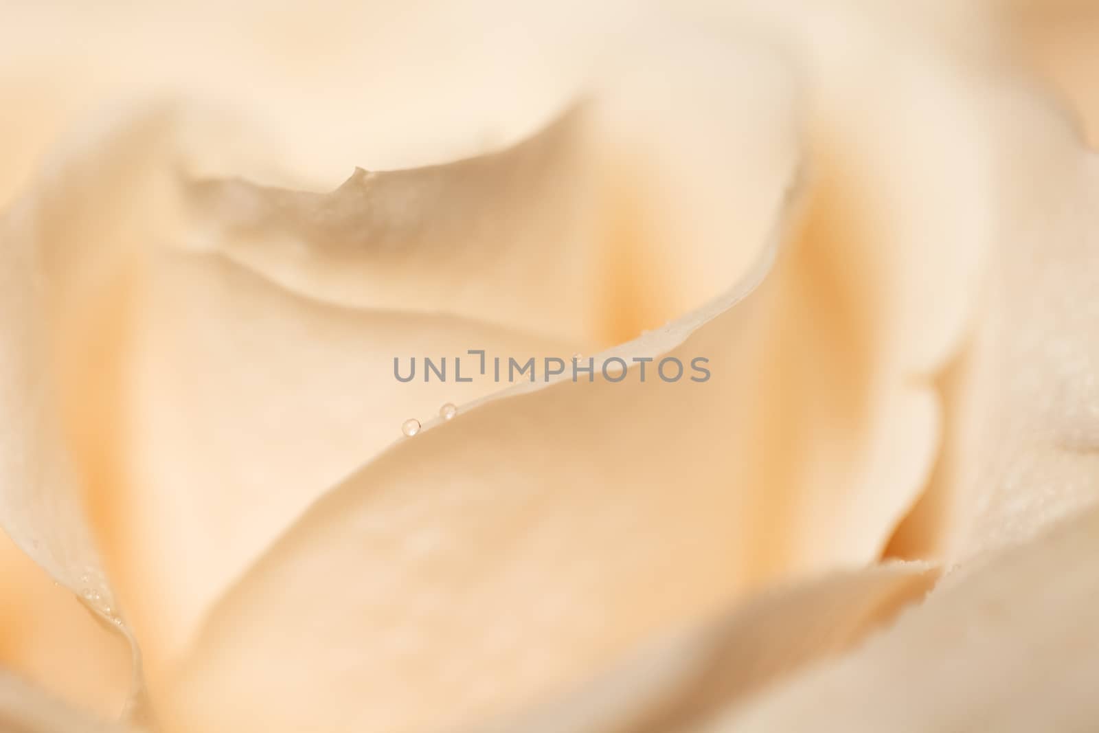 Beige rose background. Macro. Abstract. Close-up. Horizontal. Mockup with copy space for greeting card, invitation, social media, Valentine's day, flower delivery, Mother's day, Happy Women's Day.