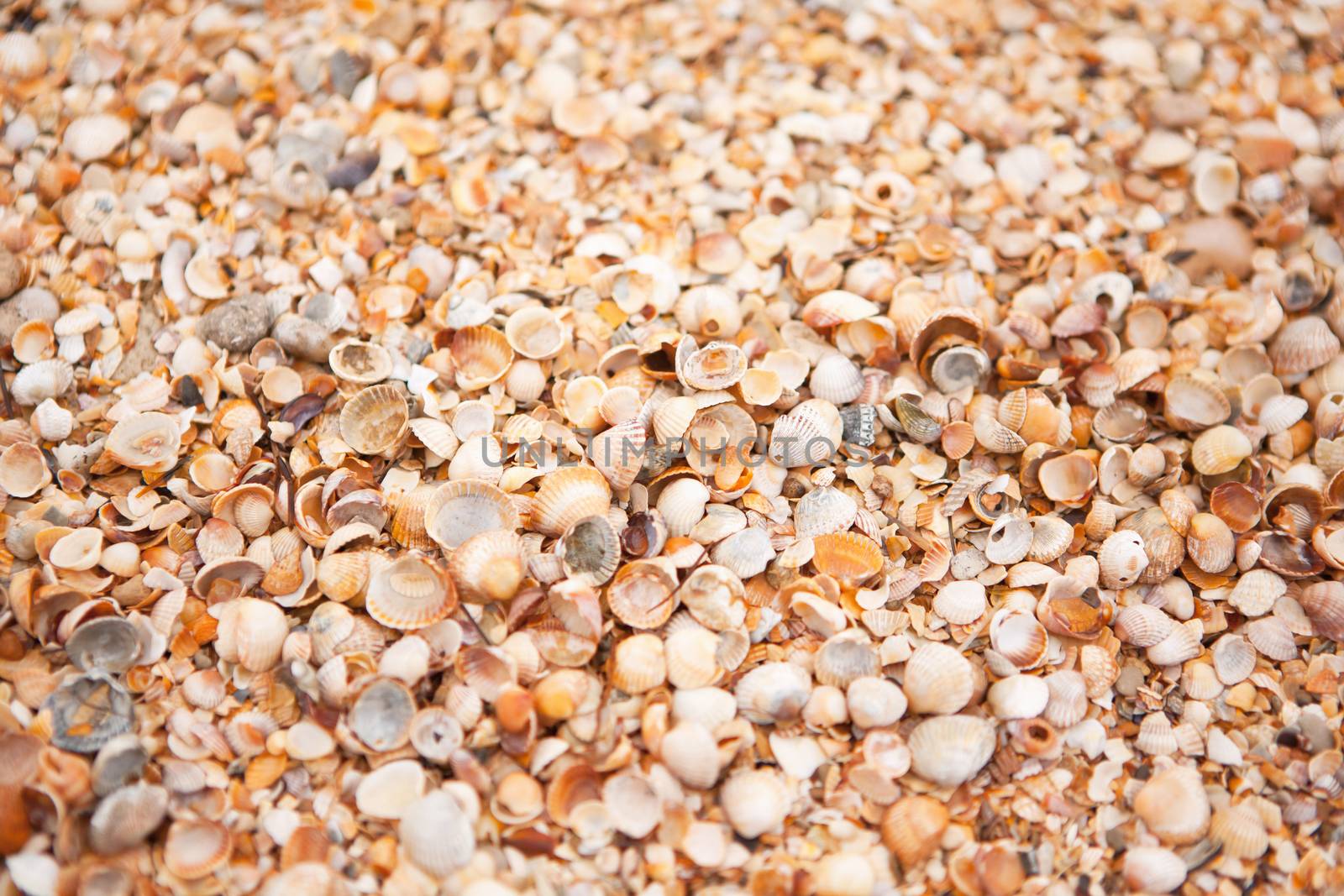 Texture of shell beach. Concept of travel, tourism, leisure, relaxation. Background for design mockup, screensaver for device, content for social media. Horizontal. Selective focus