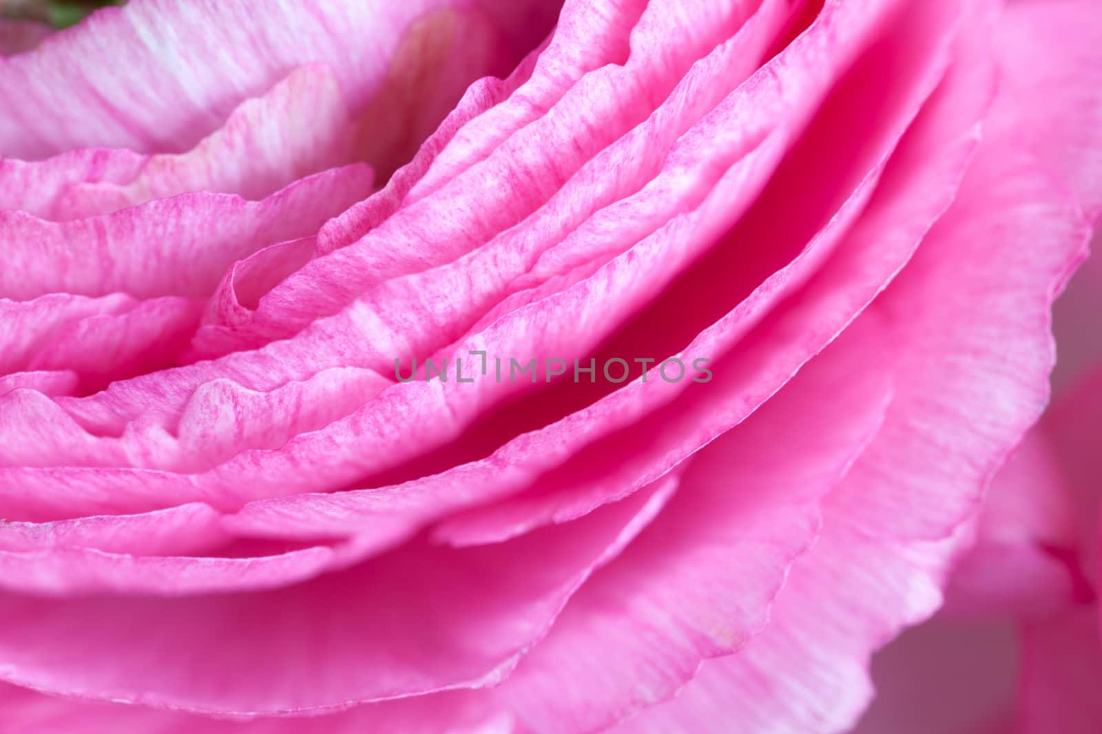 Pink Ranunculus Background. Macro. Closeup. Horizontal. For colorful greeting card