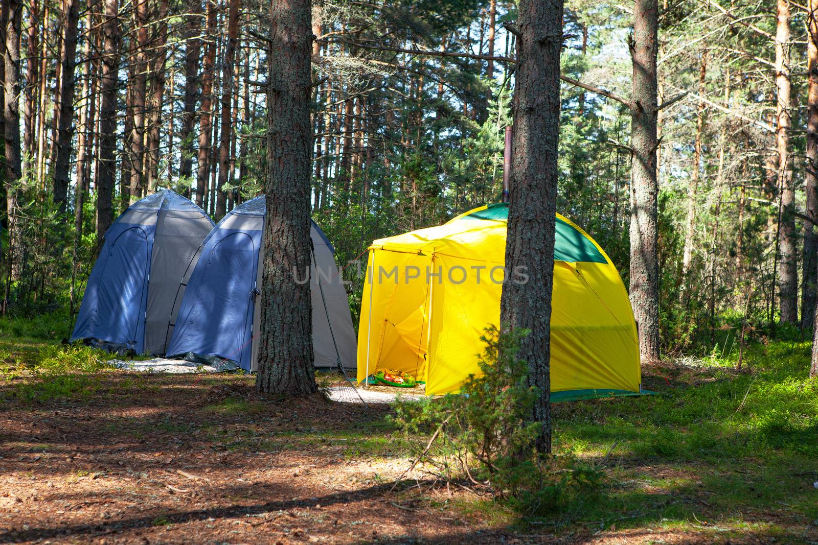 Comfortable outdoor recreation. Three small technical camping tent stands in shade of pine forest, weather is sunny. Summer camp, rest, hike. Side view. Horizontal