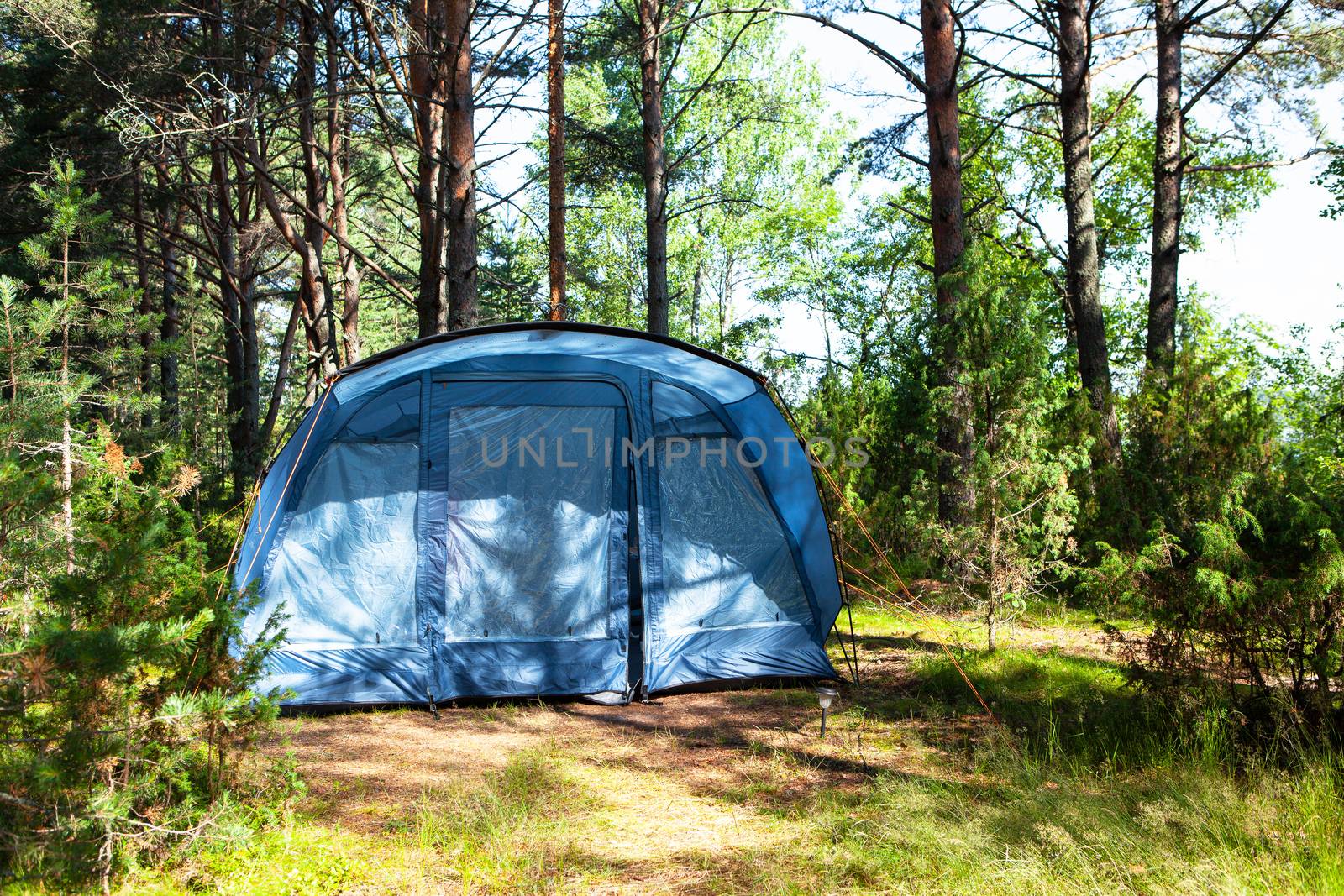 Blue large four-seater camping tent stands in shade of pine forest, weather is sunny. Summer camp, rest, hike. Front view. Horizontal
