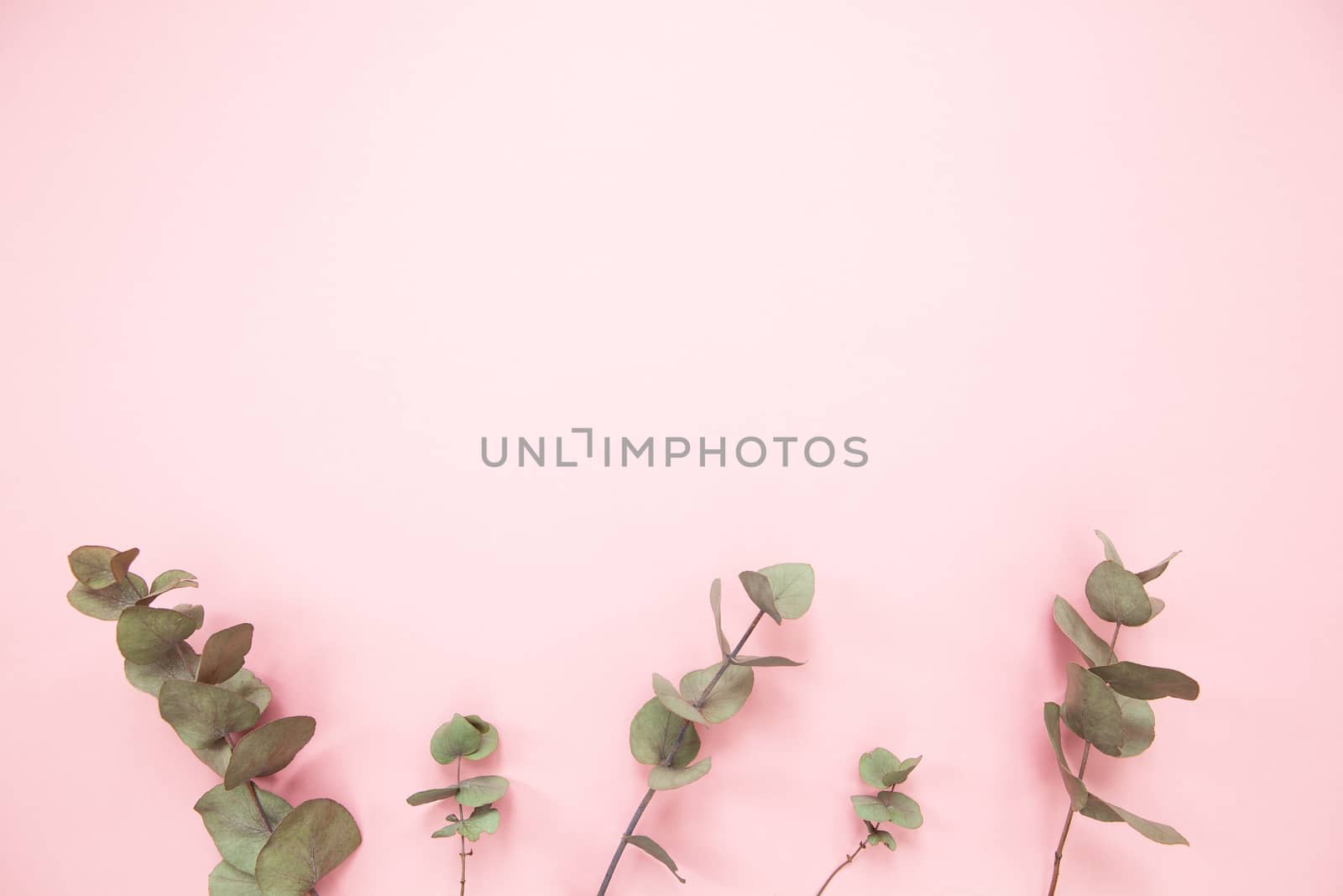 Eucalyptus branches on millennial pink background with copy space. Bottom eucalyptus. Minimalism flat lay. For lifestyle blog, book, article.