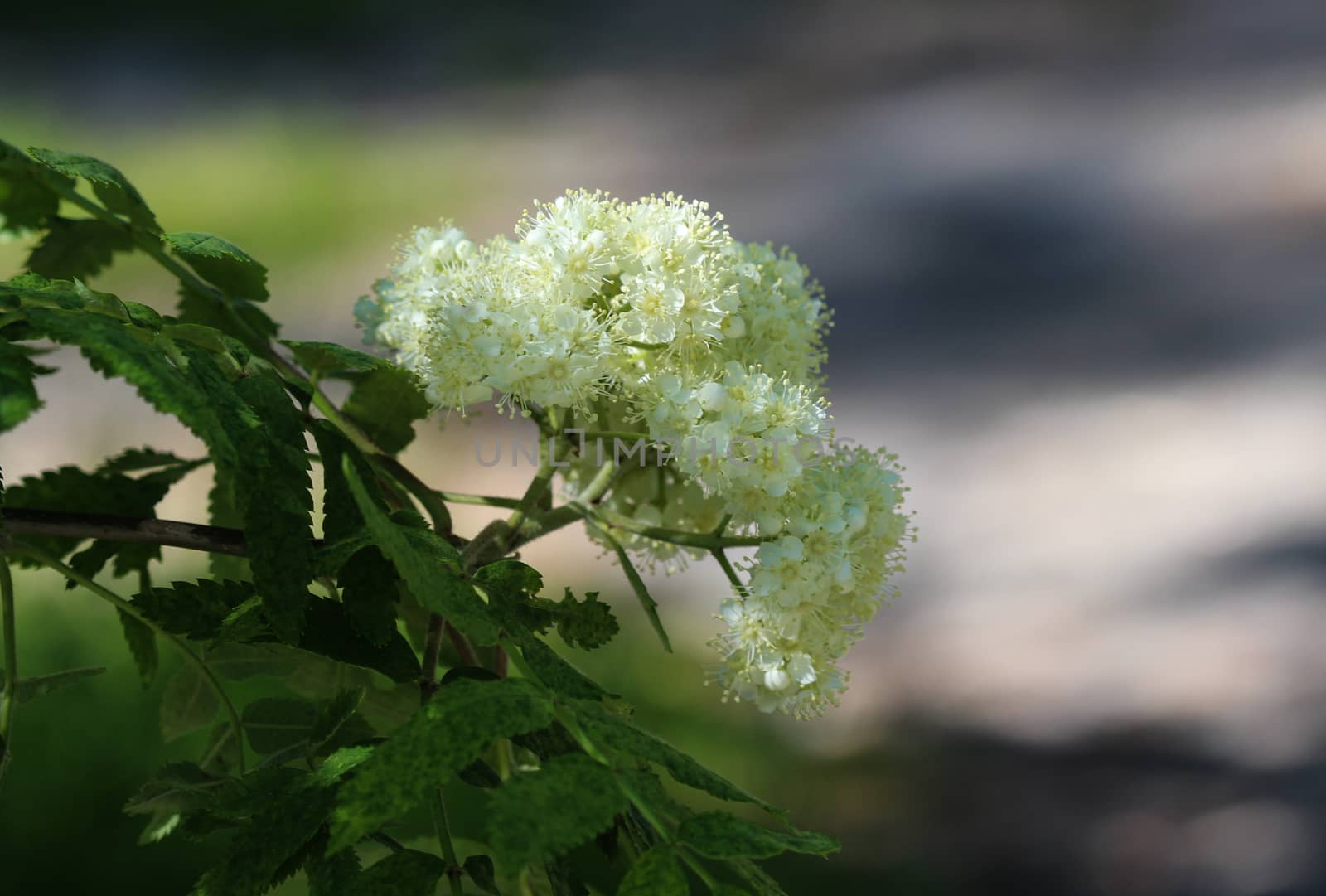 Close up of rowan or mountain ash (Sorbus aucuparia) flower, blooming in spring