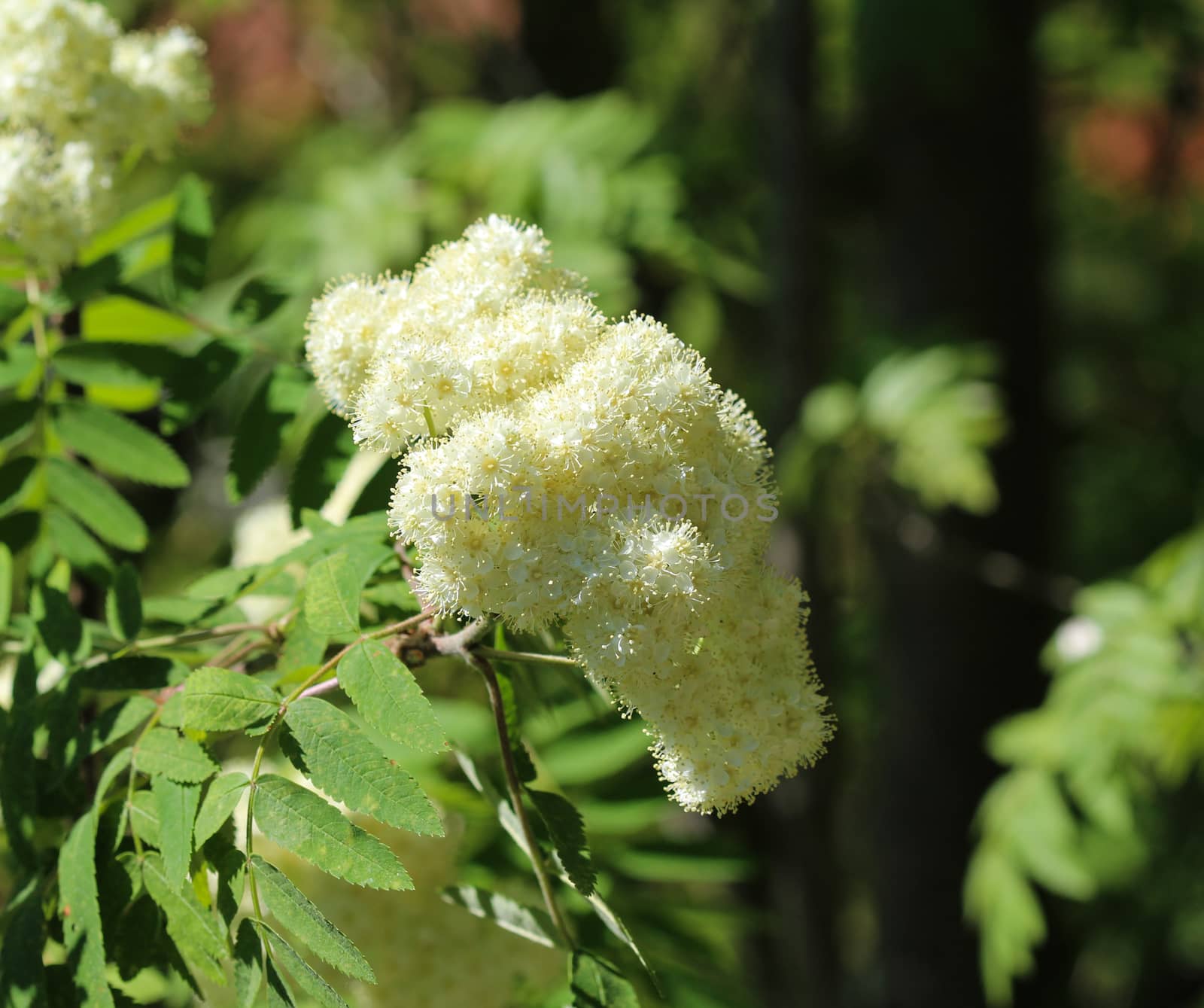 Close up of rowan or mountain ash (Sorbus aucuparia) flower, blooming in spring
