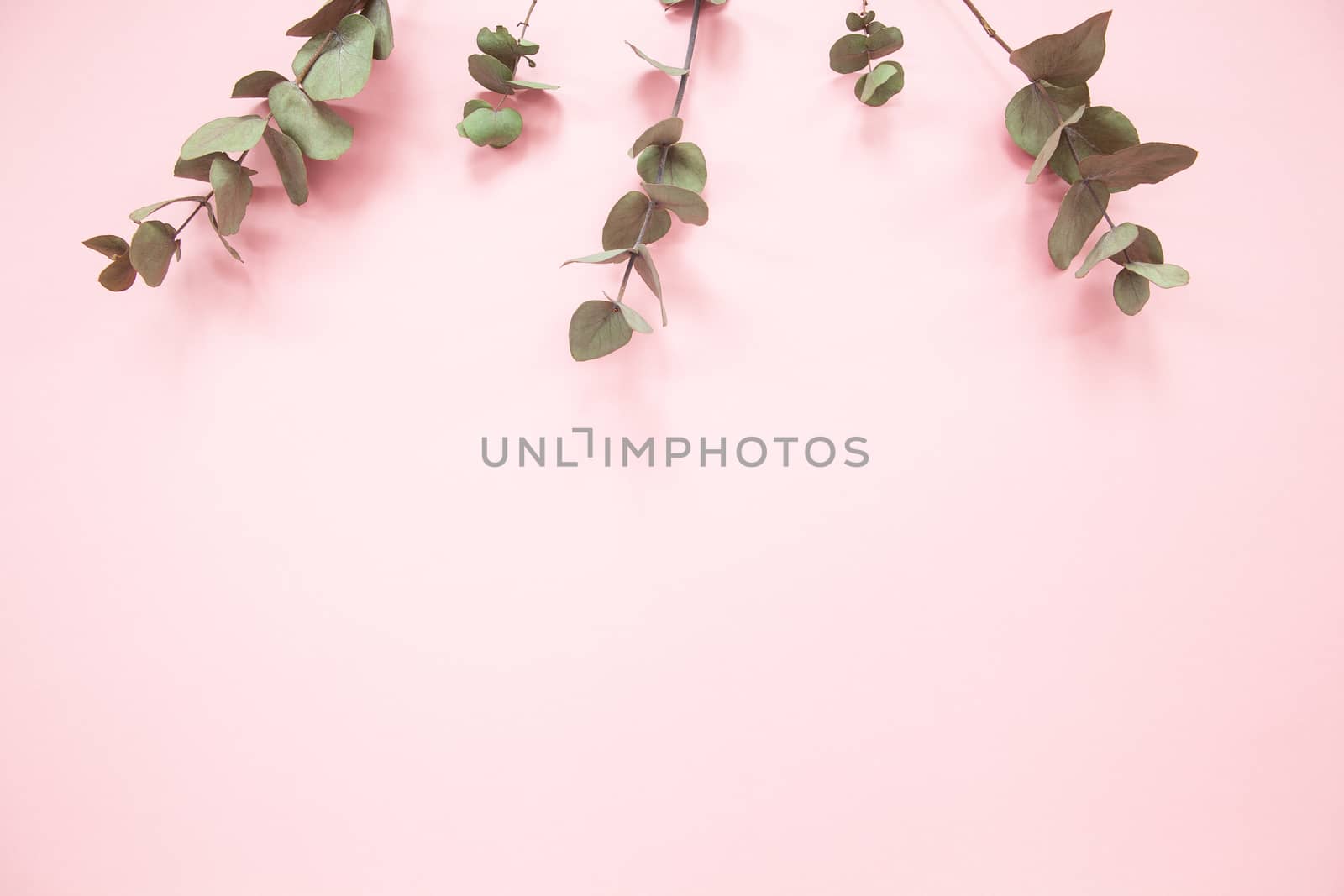 Eucalyptus branches on millennial pink background with copy space. Eucalyptus on upper edge. Minimalism flat lay. For lifestyle blog, book, article.