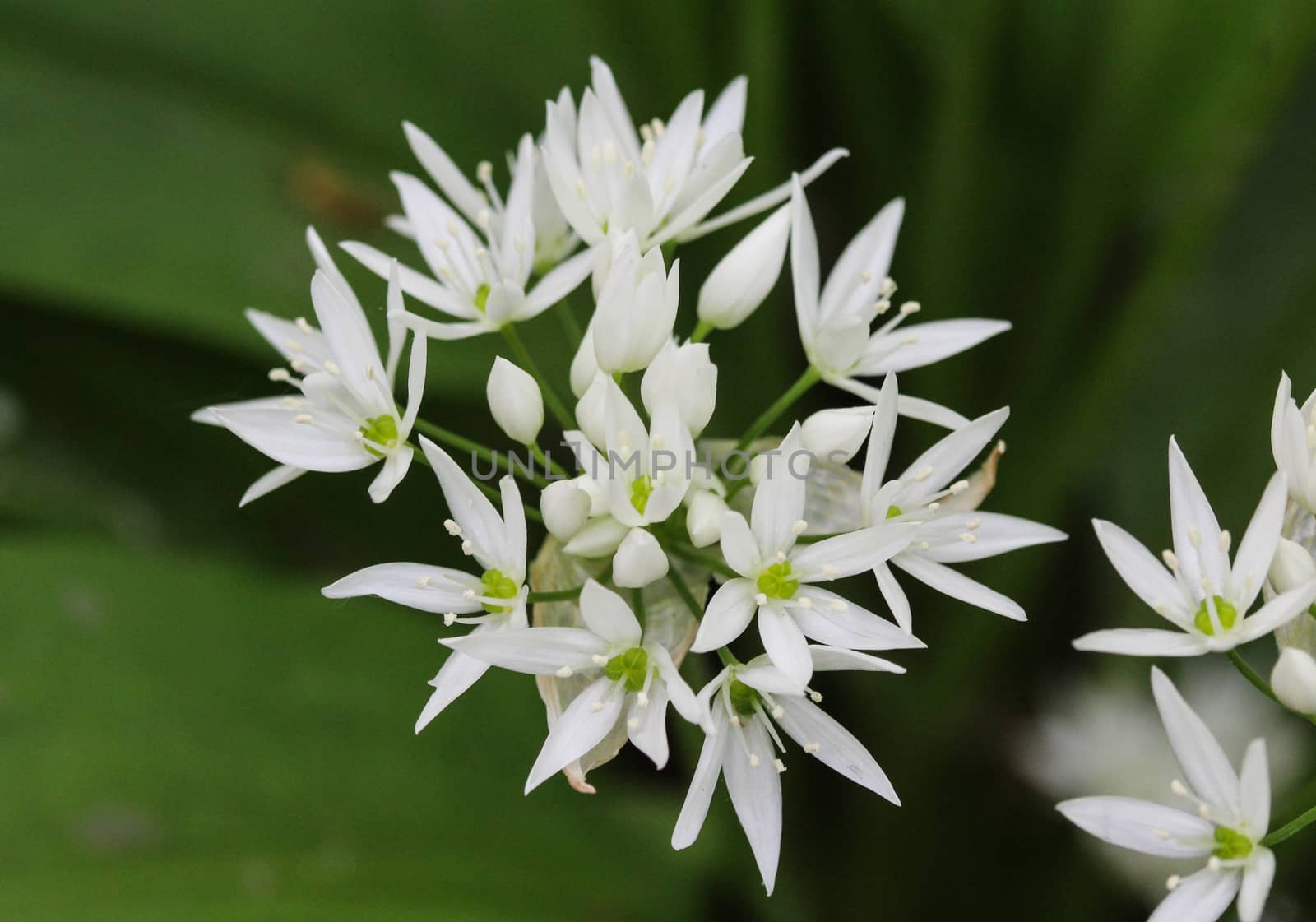 close up of ramsons, buckrams or wild garlic (Allium ursinum) blooming in spring in the forest