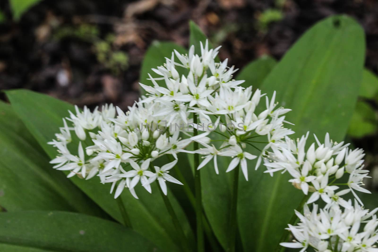 close up of ramsons, buckrams or wild garlic (Allium ursinum) blooming in spring in the forest