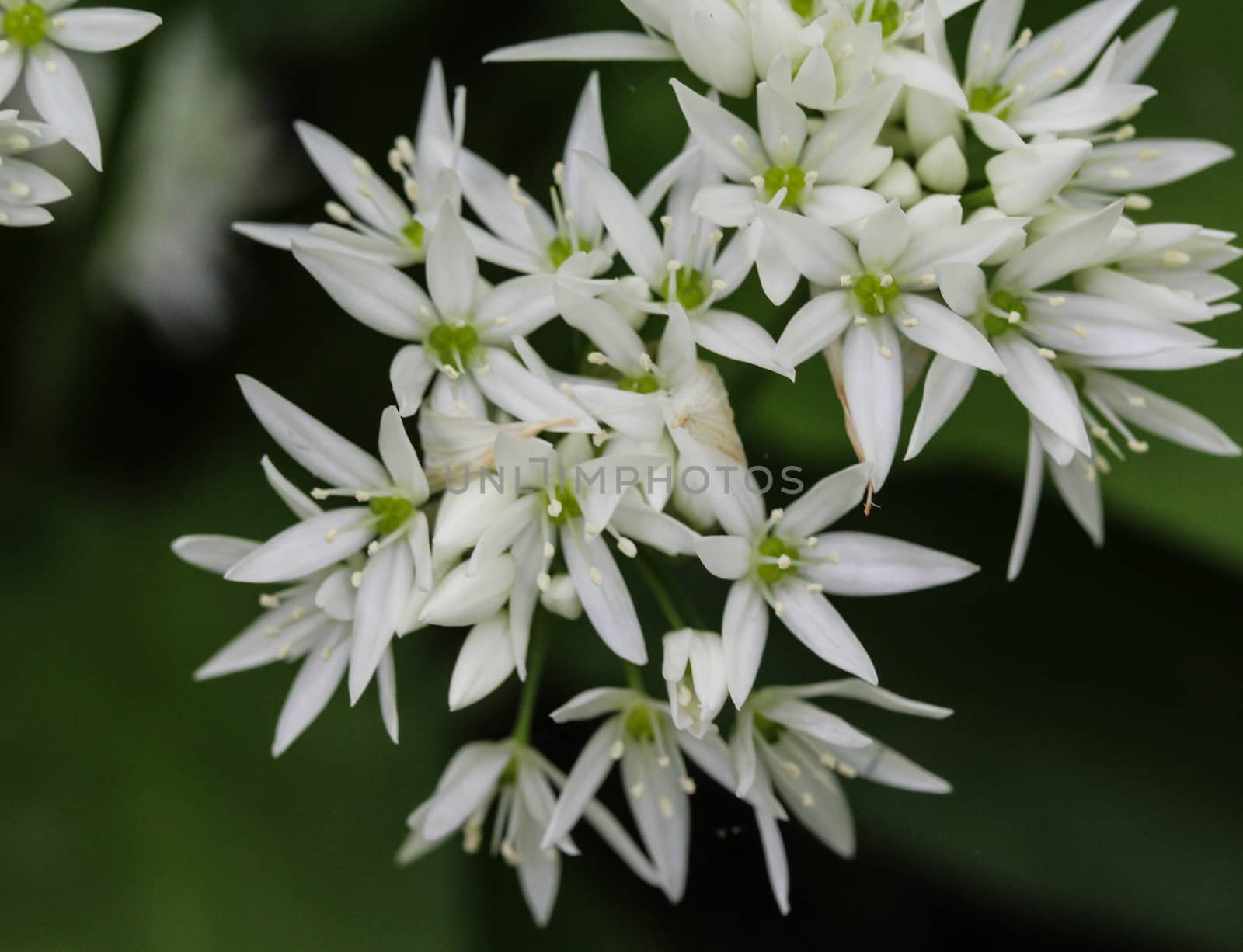 close up of ramsons, buckrams or wild garlic (Allium ursinum) blooming in spring in the forest