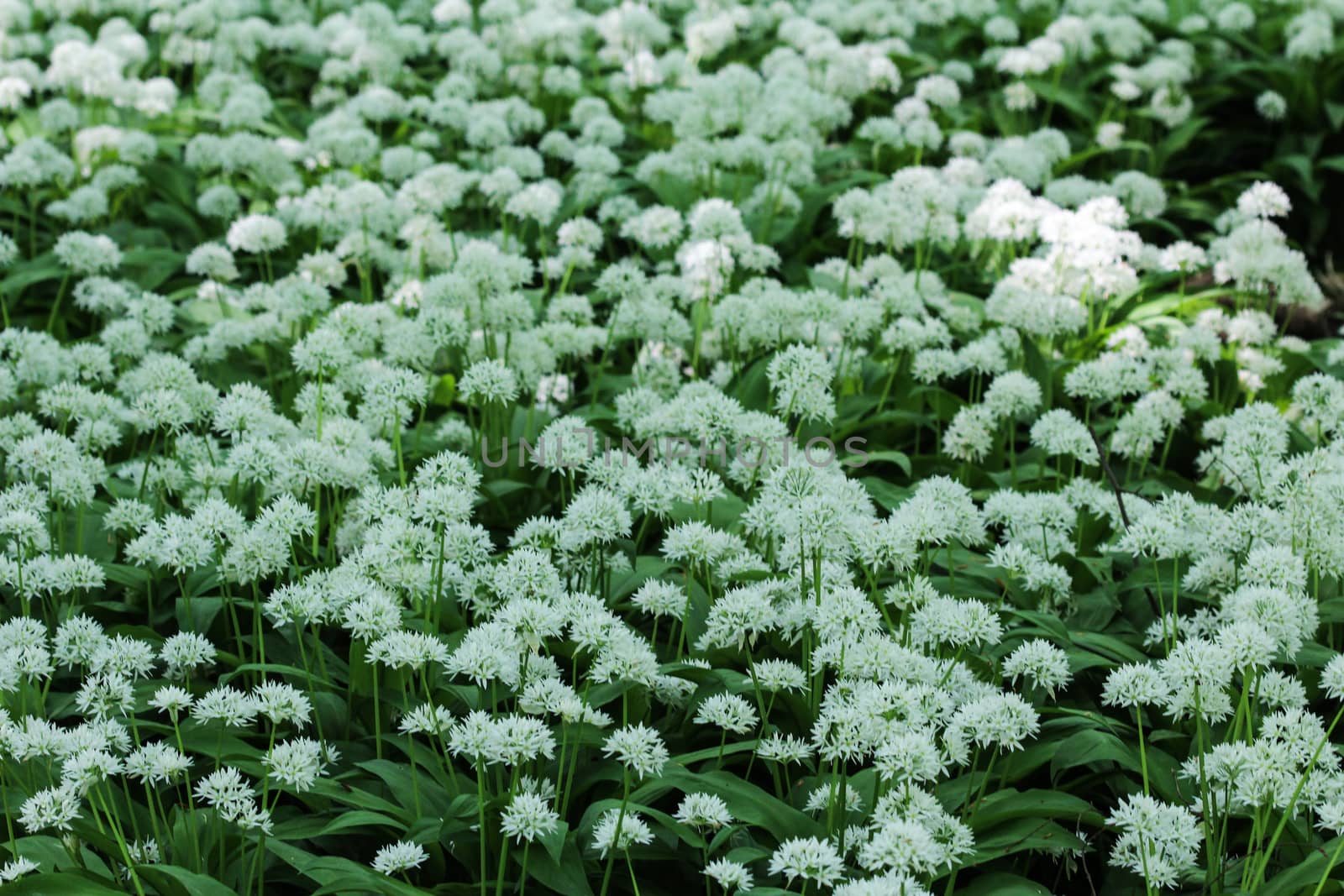 close up of ramsons, buckrams or wild garlic (Allium ursinum) blooming in spring in the forest