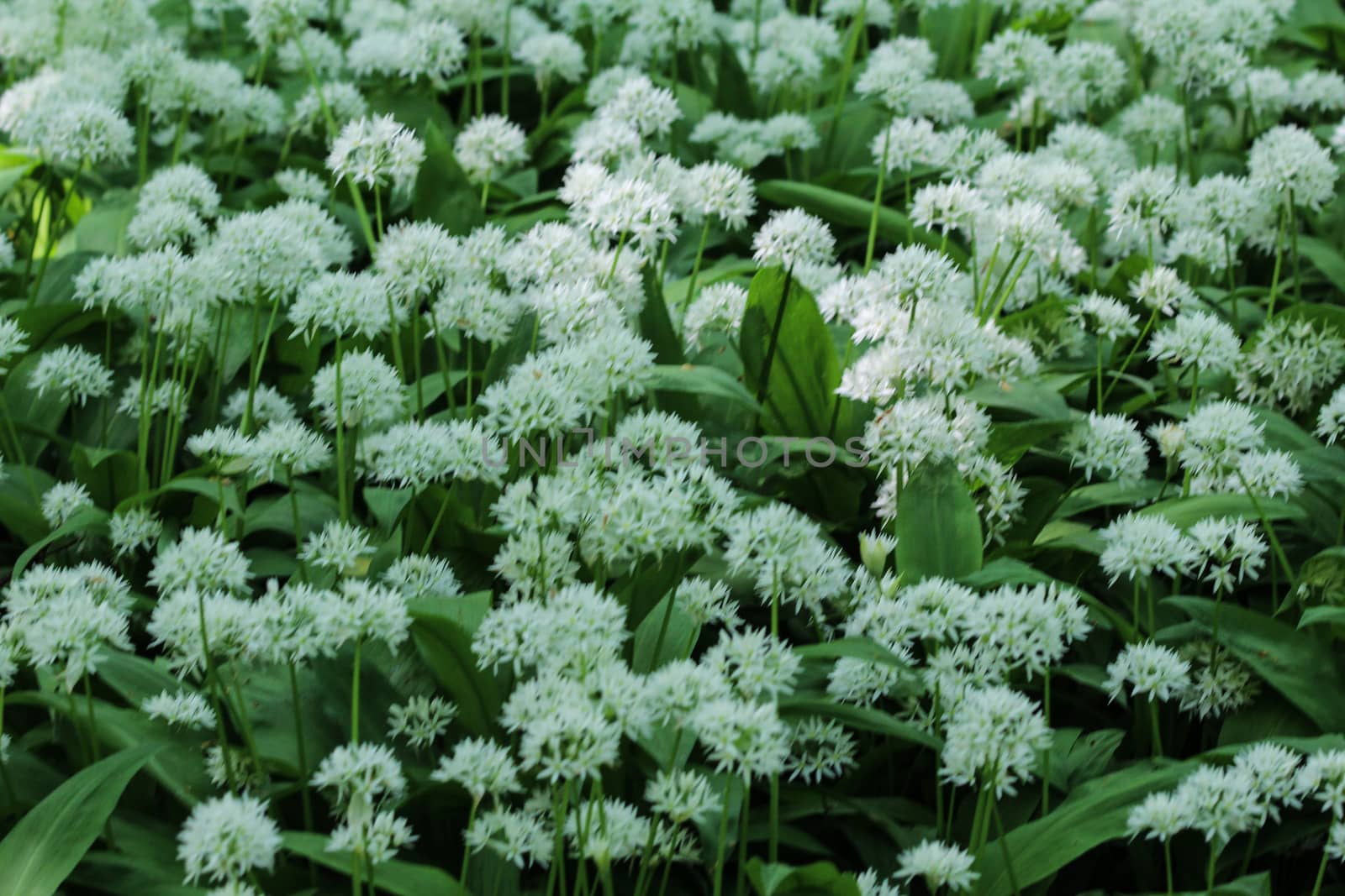 close up of ramsons, buckrams or wild garlic (Allium ursinum) blooming in spring in the forest