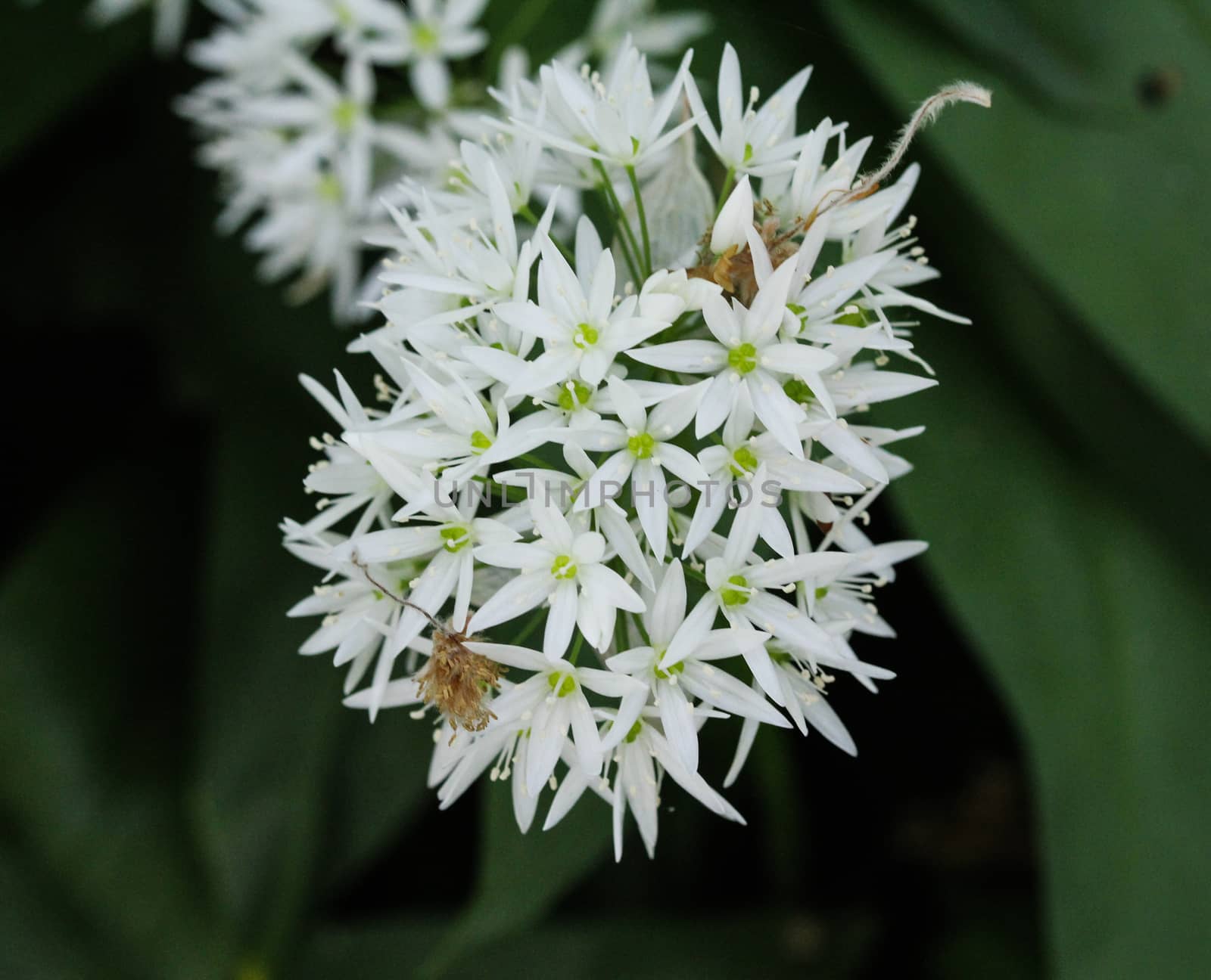 close up of ramsons, buckrams or wild garlic (Allium ursinum) blooming in spring in the forest