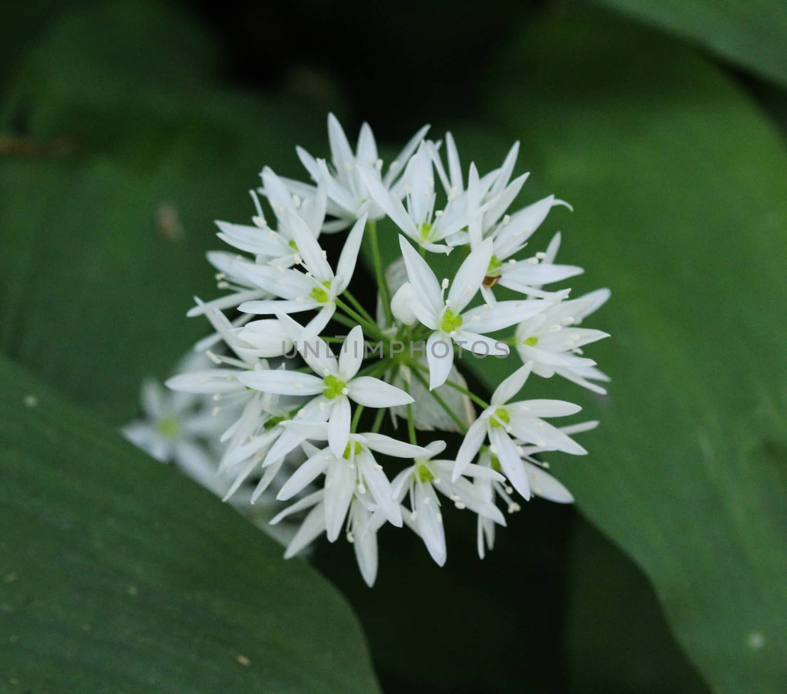 close up of ramsons, buckrams or wild garlic (Allium ursinum) blooming in spring in the forest