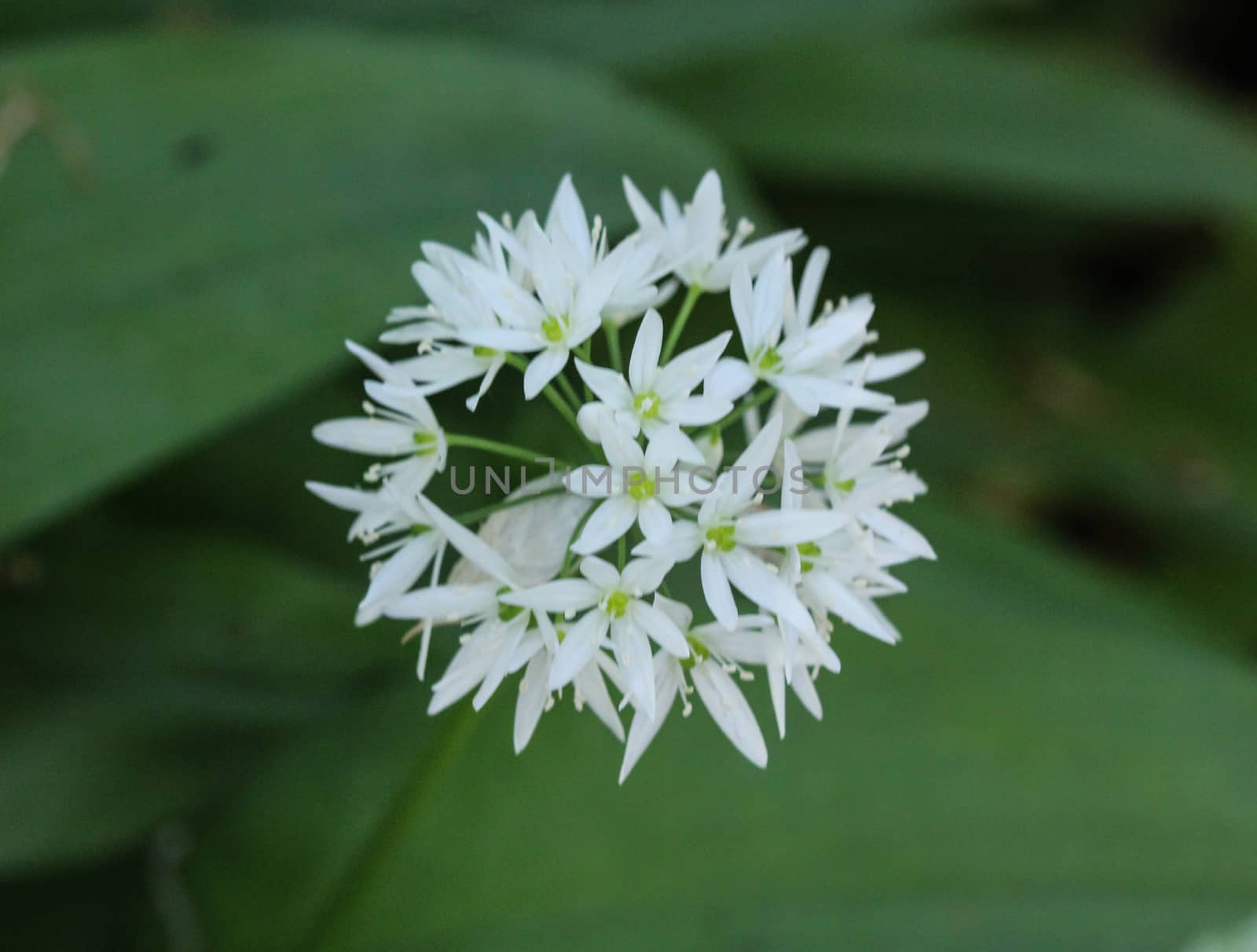 close up of ramsons, buckrams or wild garlic (Allium ursinum) blooming in spring in the forest