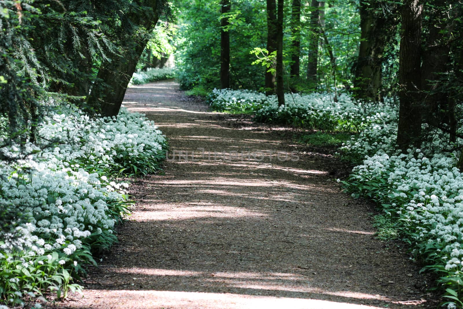 close up of ramsons, buckrams or wild garlic (Allium ursinum) blooming in spring in the forest