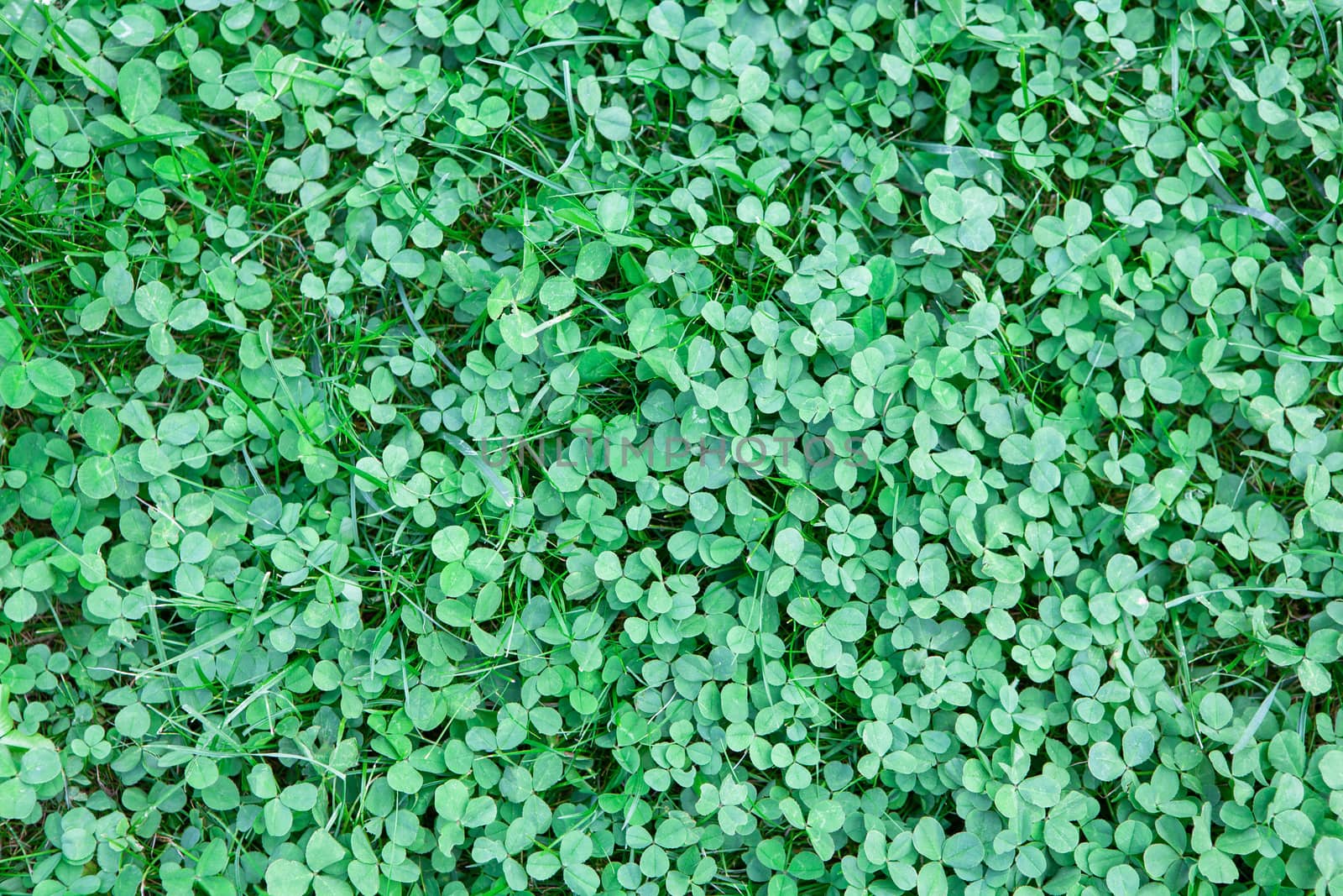 Clover lawn fragment close-up. Background for mockup of social media, eco shop, blank for design, flat lay