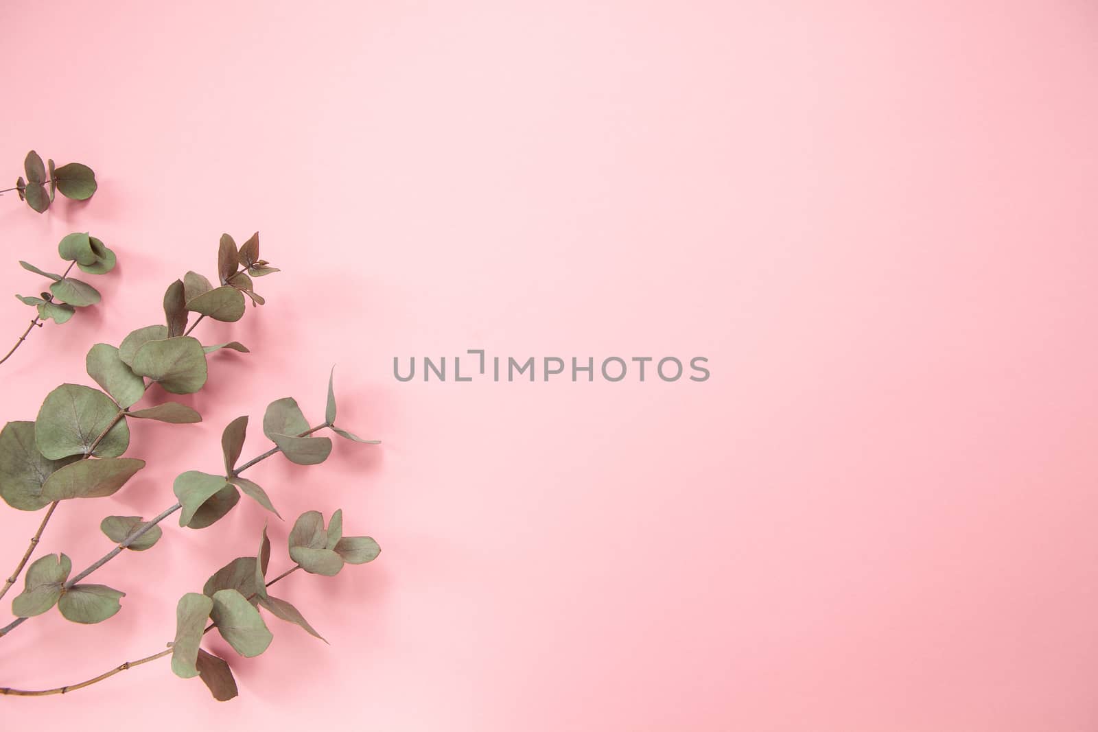 Eucalyptus branches on millennial pink background. Flat lay. Copy space.