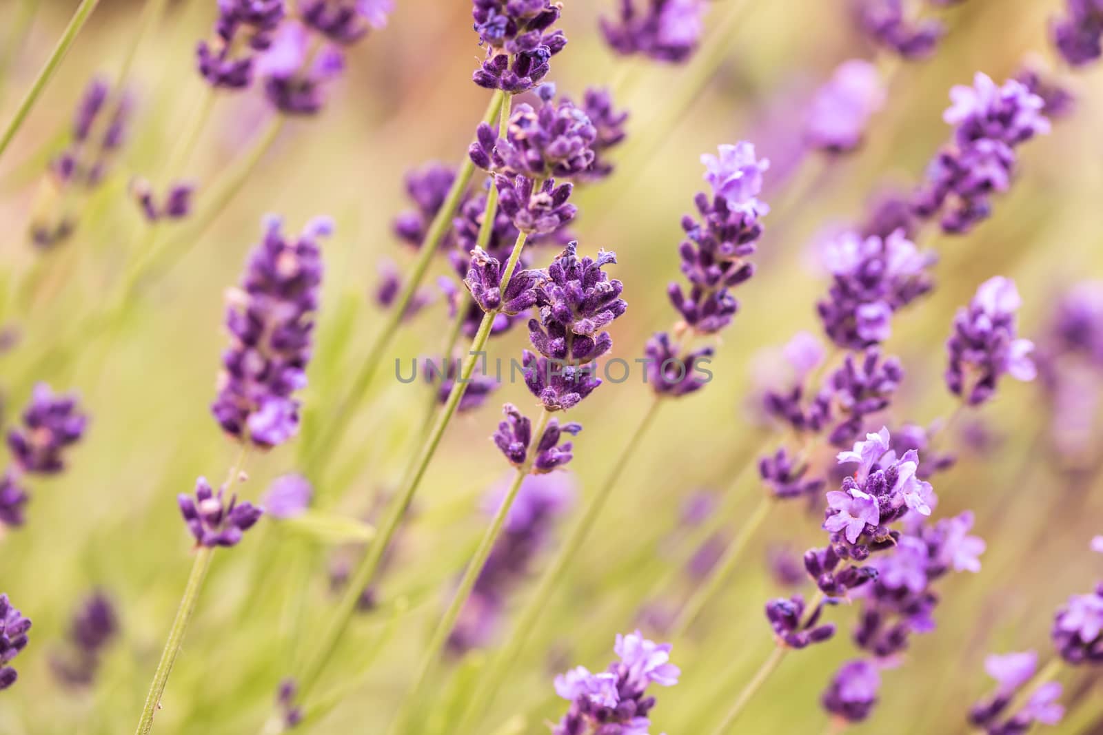 Close up Bushes of lavender purple aromatic flowers