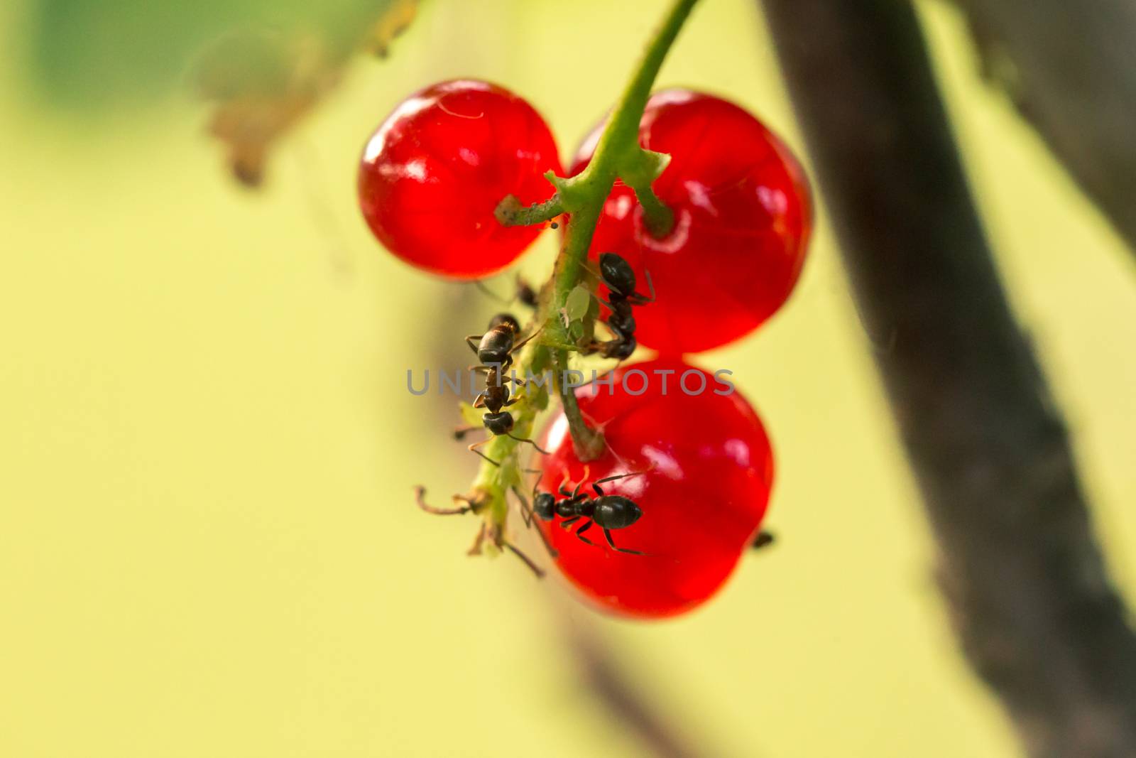 Currant bush with red ripe berries with ants in the sunny summer garden, in the back light, close-up.