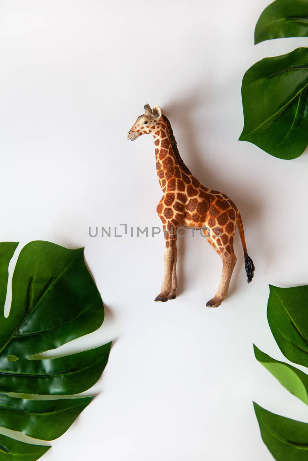 Concept of World giraffe protection day. Little toy realistic giraffe cub in center of frame, green monstera leaves around edges. White background, close-up, top view