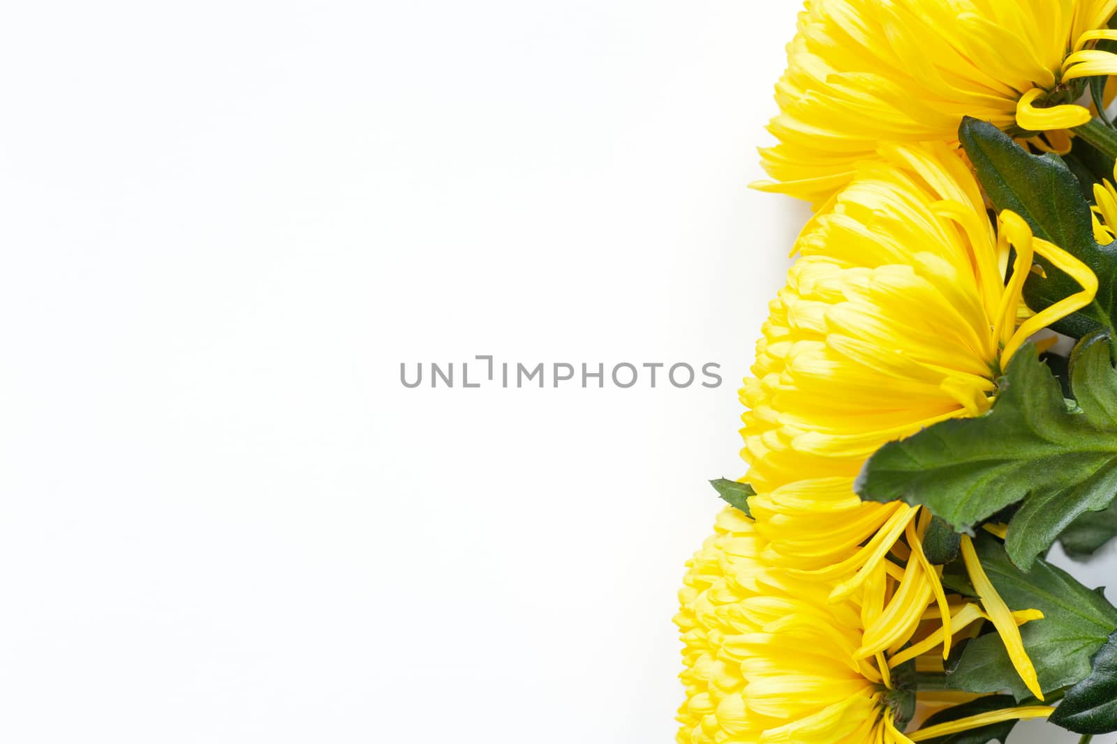 Vibrant yellow chrysanthemums on white background. Flat lay. Horizontal. Right corner location. Mockup with copy space for greeting card, social media, flower delivery, Mother's day, Women's Day