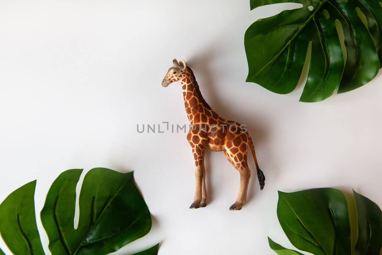 Concept of World giraffe protection day. Little toy realistic giraffe cub in center of frame, green monstera leaves around edges. White background, close-up, top view. Horizontal.