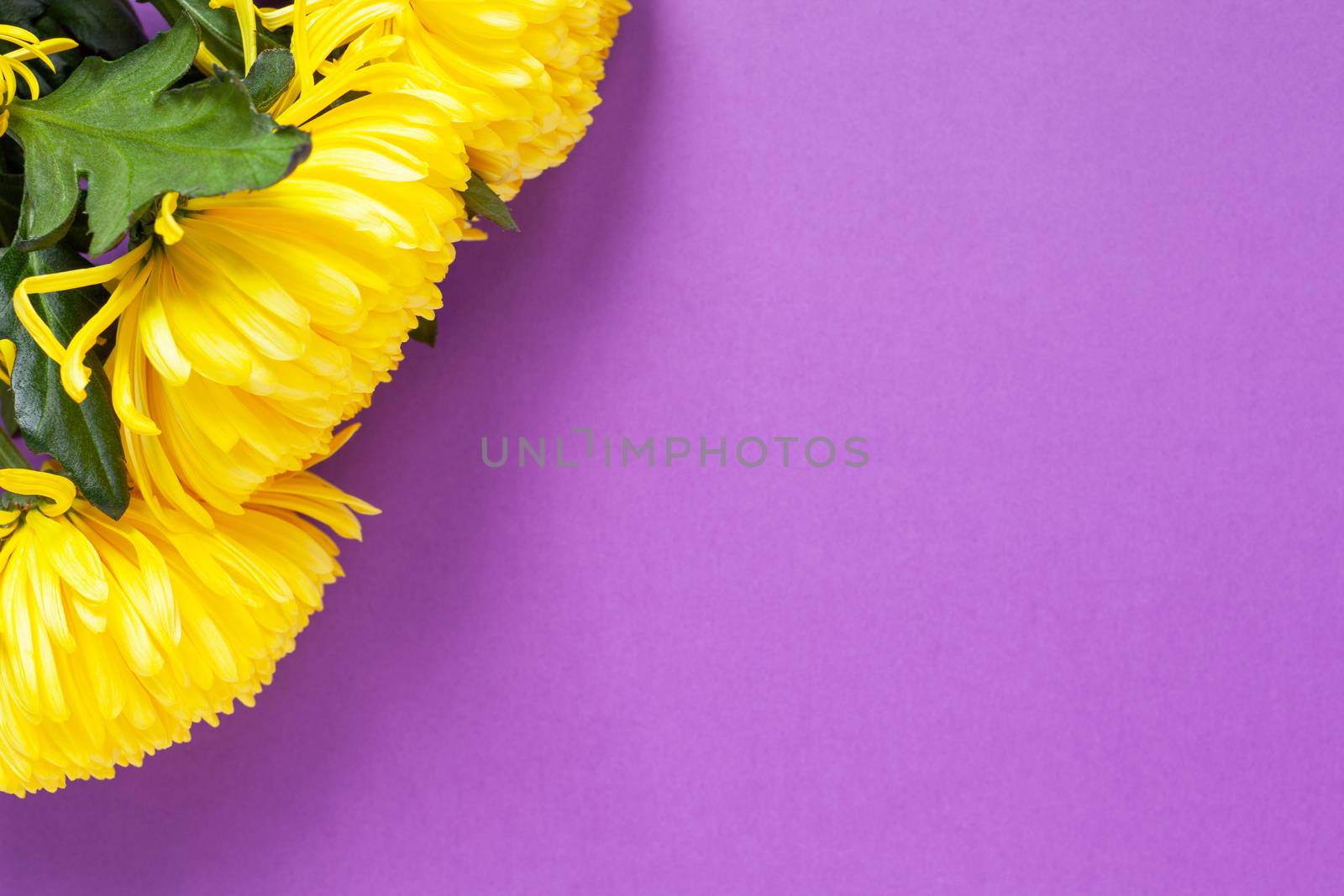 Vibrant yellow chrysanthemums on Spring Crocus Purple background. Flat lay. Horizontal. Mockup with copy space for greeting card, social media, flower delivery, Mother's day, Women's Day