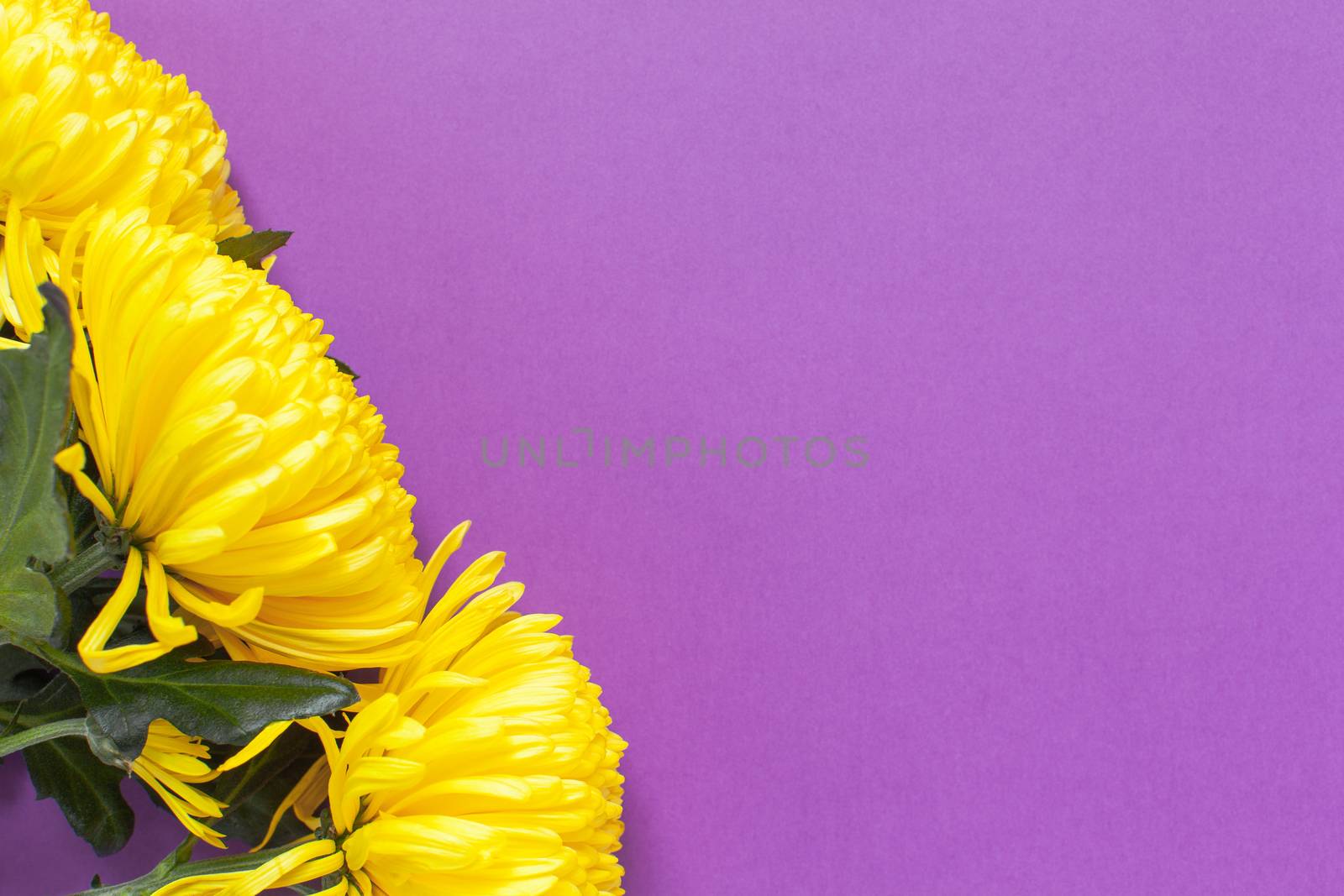 Vibrant yellow chrysanthemums on Spring Crocus Purple background. Flat lay. Horizontal. Mockup with copy space for greeting card, social media, flower delivery, Mother's day, Women's Day