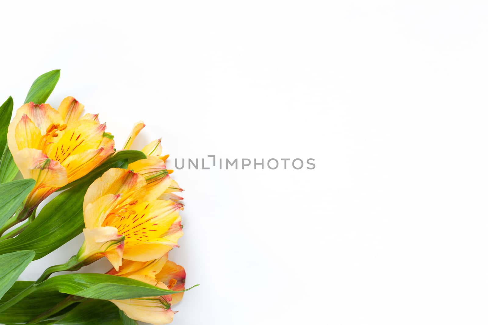 Bouquet of yellow flowers alstroemeria on white background. Flat lay. Horizontal. Mockup with copy space for greeting card, social media, flower delivery, Mother's day, Women's Day