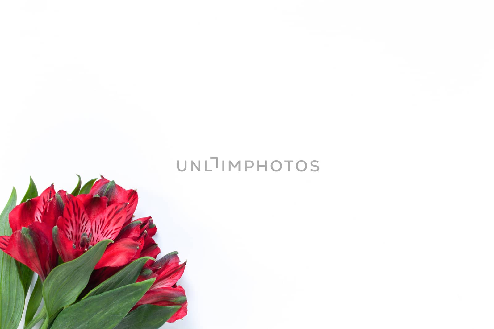 Bouquet of red flowers alstroemeria on white background. Flat lay. Horizontal. Mockup with copy space for greeting card, social media, flower delivery, Mother's day, Women's Day