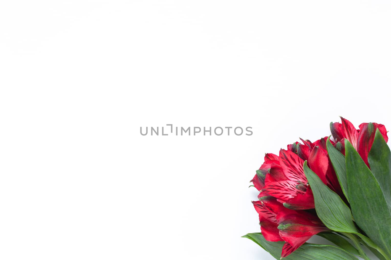 Bouquet of red flowers alstroemeria on white background. Flat lay. Horizontal. Mockup with copy space for greeting card, social media, flower delivery, Mother's day, Women's Day