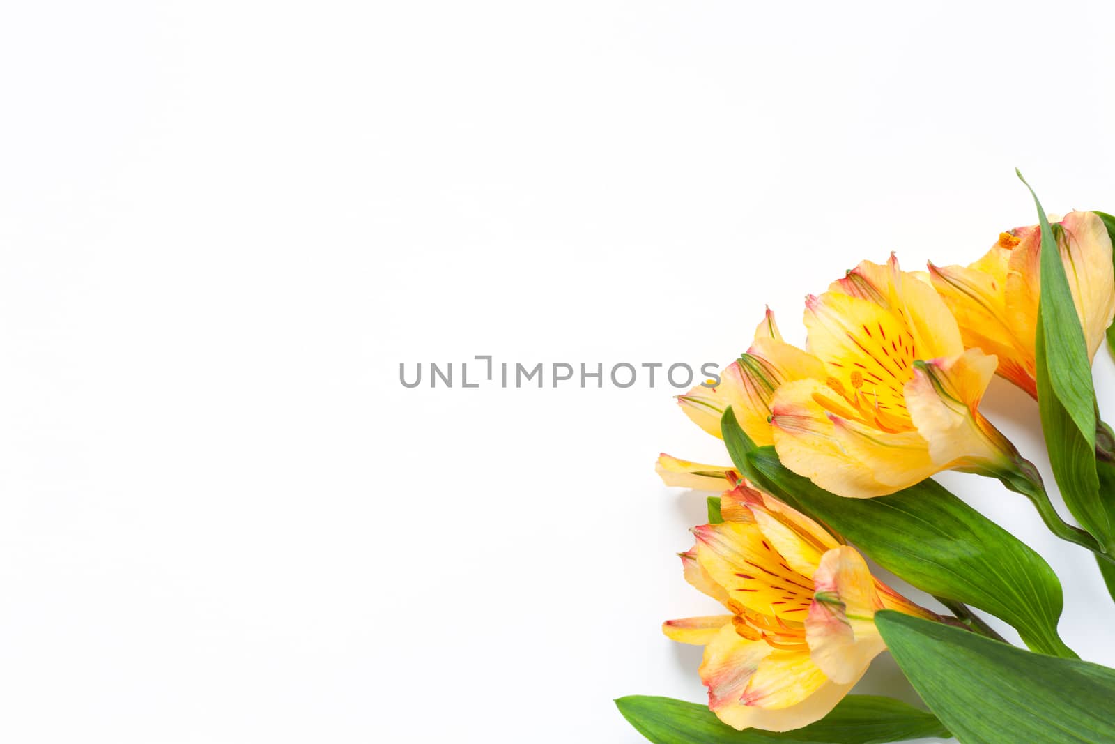 Bouquet of yellow flowers alstroemeria on white background. Flat lay. Horizontal. Mockup with copy space for greeting card, social media, flower delivery, Mother's day, Women's Day