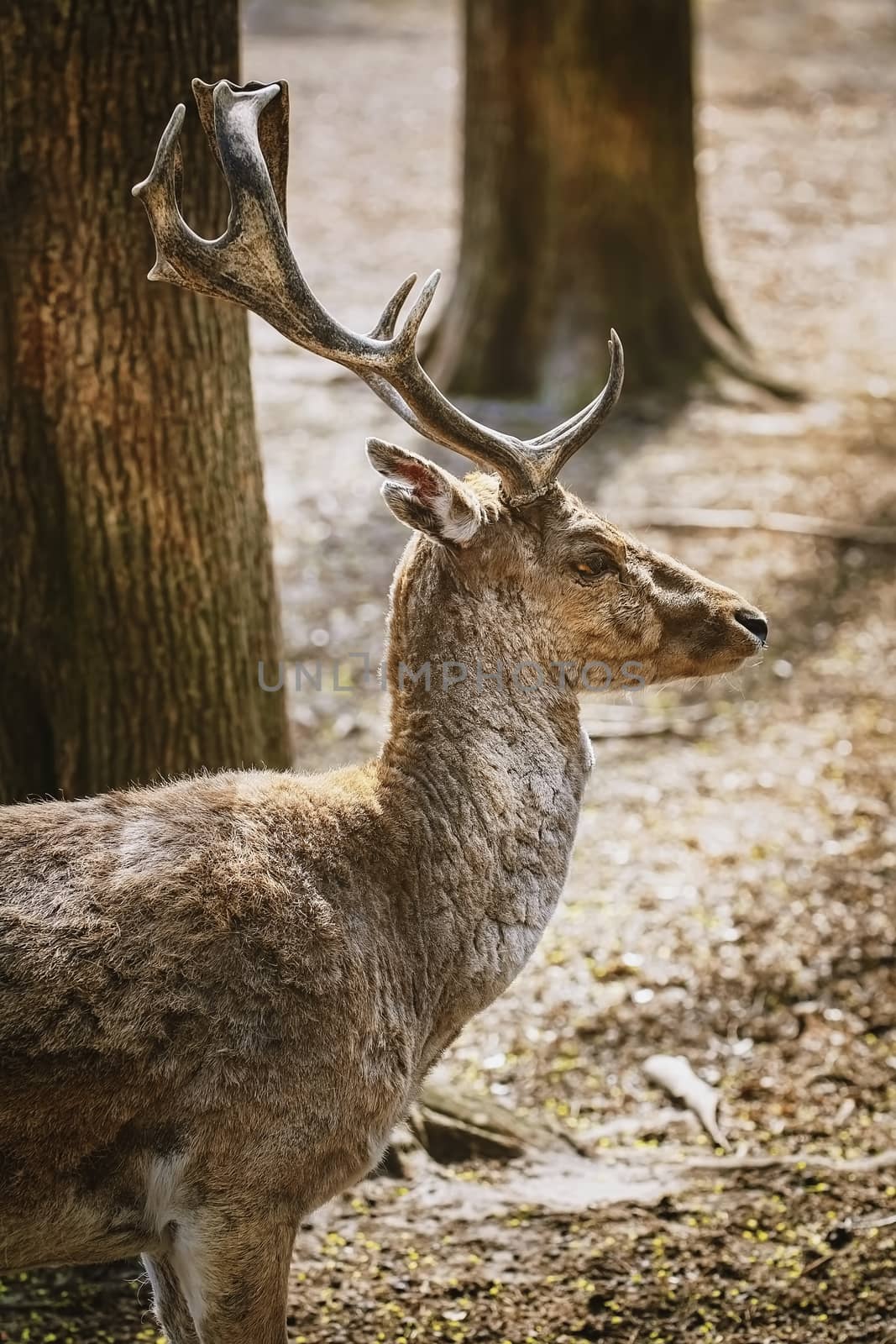 Deer with big horns in the forest