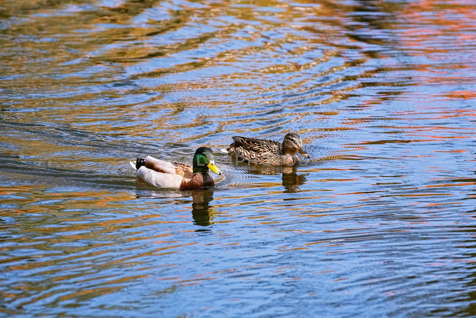 Pair of ducks by SNR
