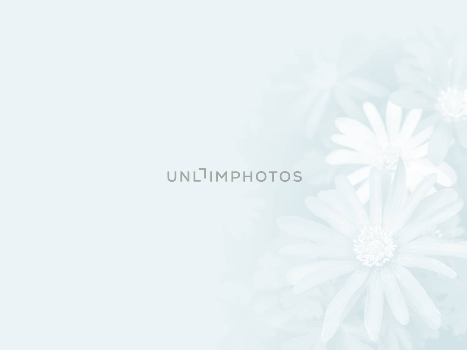 Flowers of Italian Asters, Michaelmas Daisy  made as abstract flower background illustration.