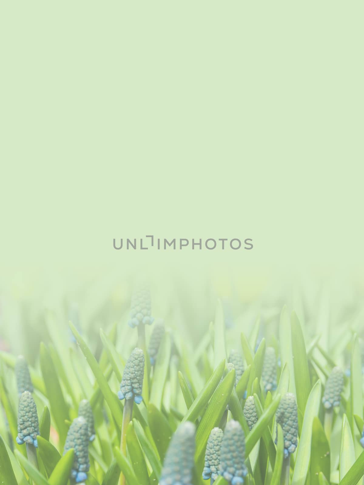 grape hyacinth flowers made as abstract flower background illustration.