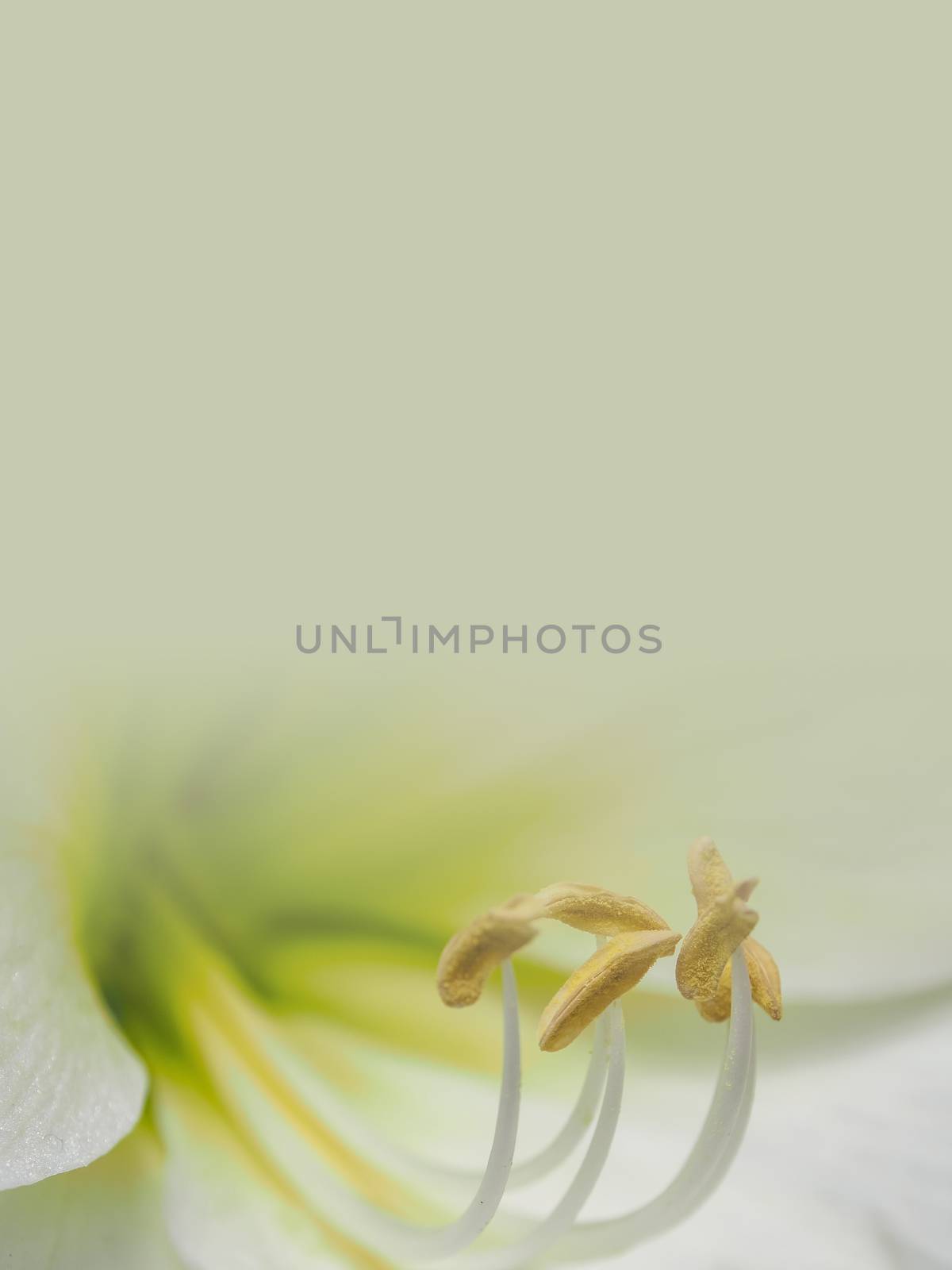 white lily flower with orange pollen made as abstract flower background illustration.