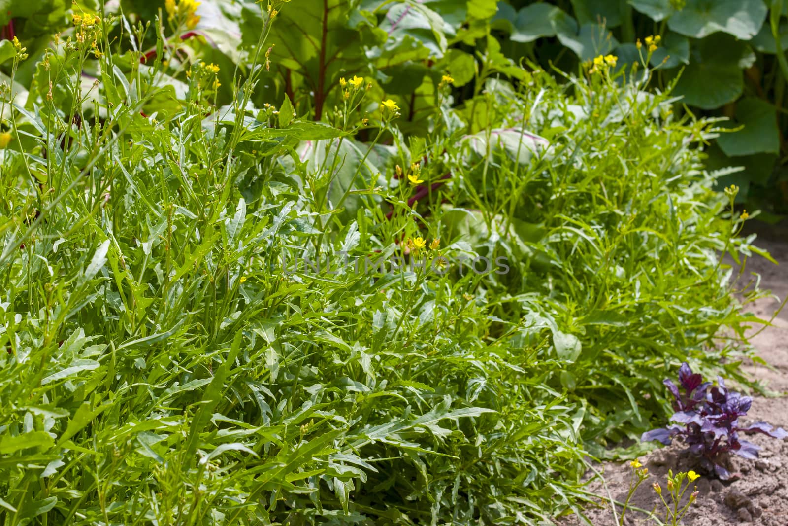 Arugula grows in sunlights. Fresh summer season salad plant. Natural organic food ingredient