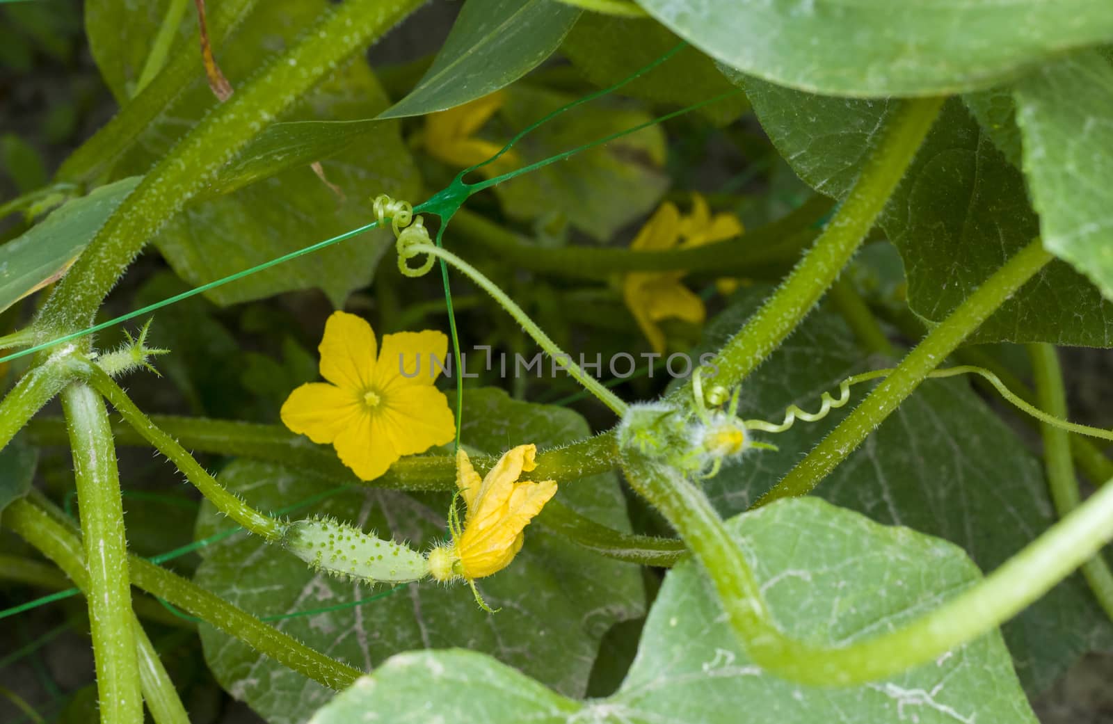 Cucumbers grow from blossom. Cucumber born from bloom flower. Fresh summer season raw plant. Natural organic food ingredient