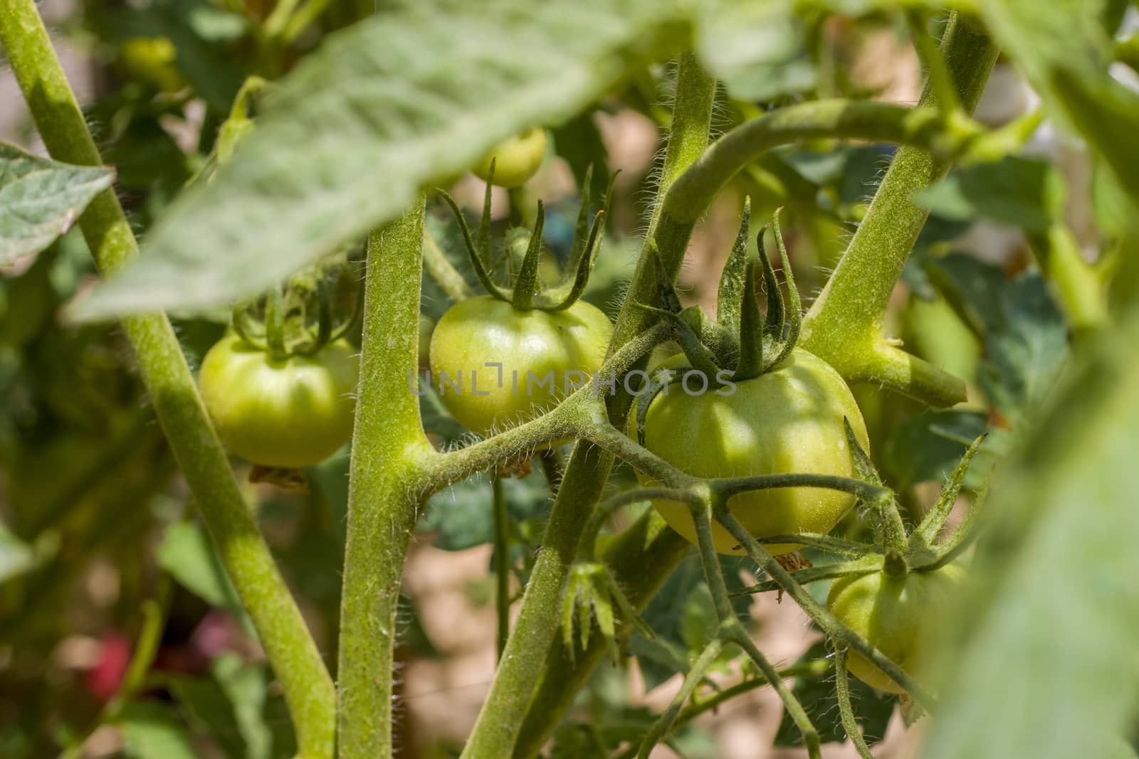Green tomato grows on plantation. Branch with tomatoes. Fresh summer season raw plant. Natural organic food ingredient