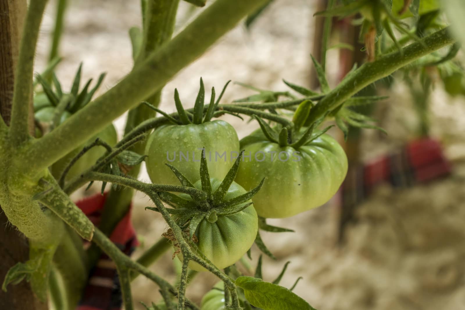 Green tomato grows. Branch with tomatoes. Fresh summer season raw plant. Natural organic food ingredient