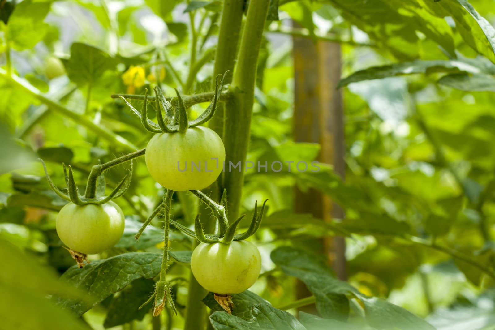 Green tomatoes growing. Branch with tomato. Fresh summer season raw plant. Natural organic food ingredient