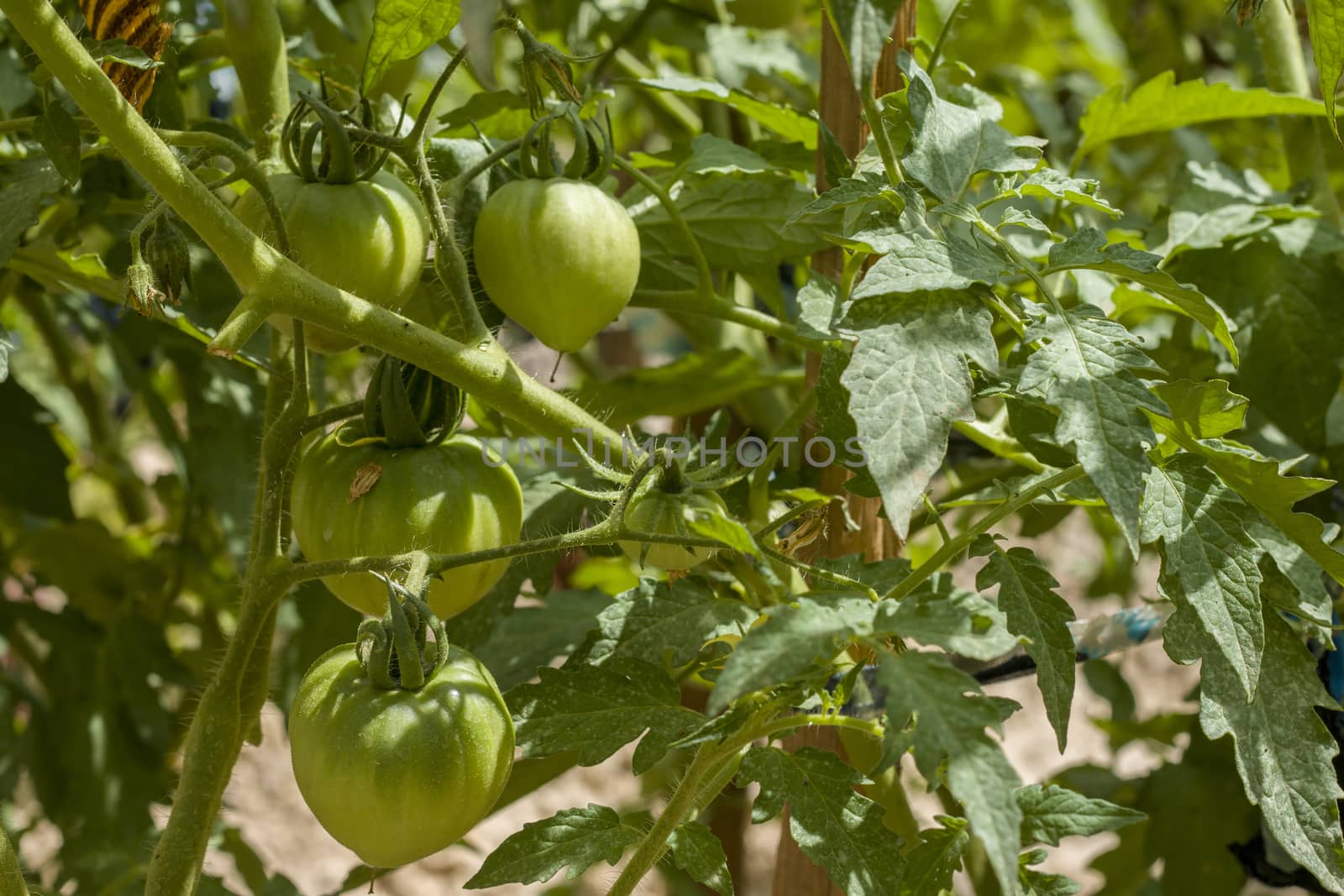 Green tomatoes grows. Tomato branch. Fresh summer season raw plant. Natural organic food ingredient
